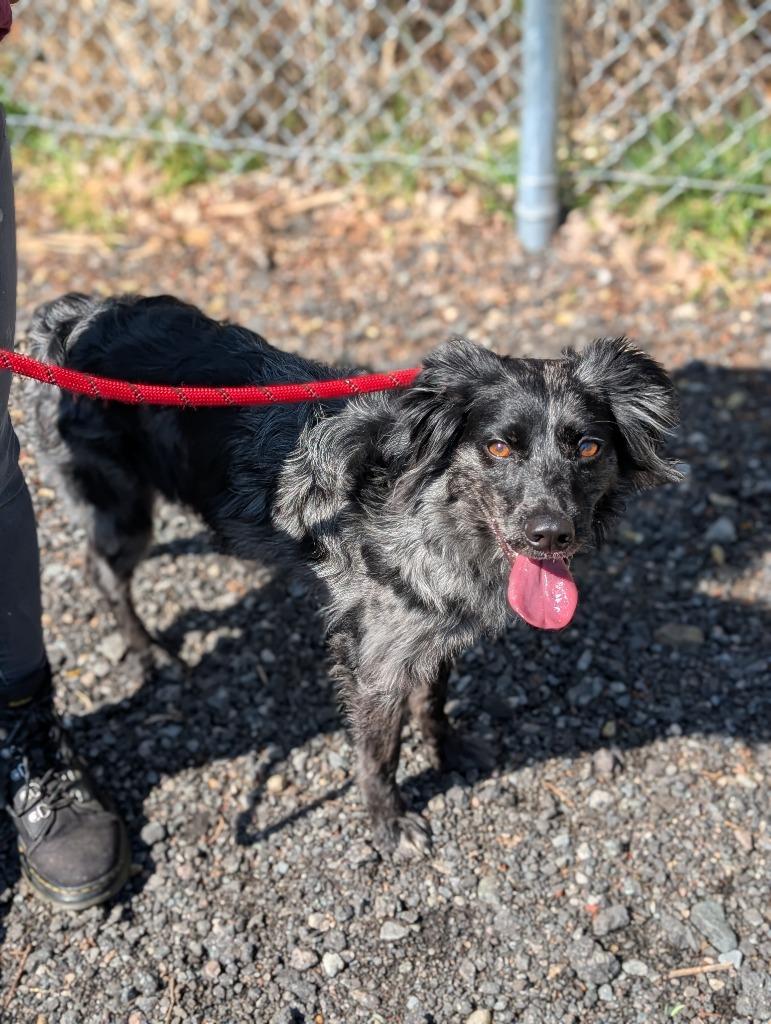 Enlarge Presto, a Adoptable Australian Shepherd in Fall River, MA image 3/6