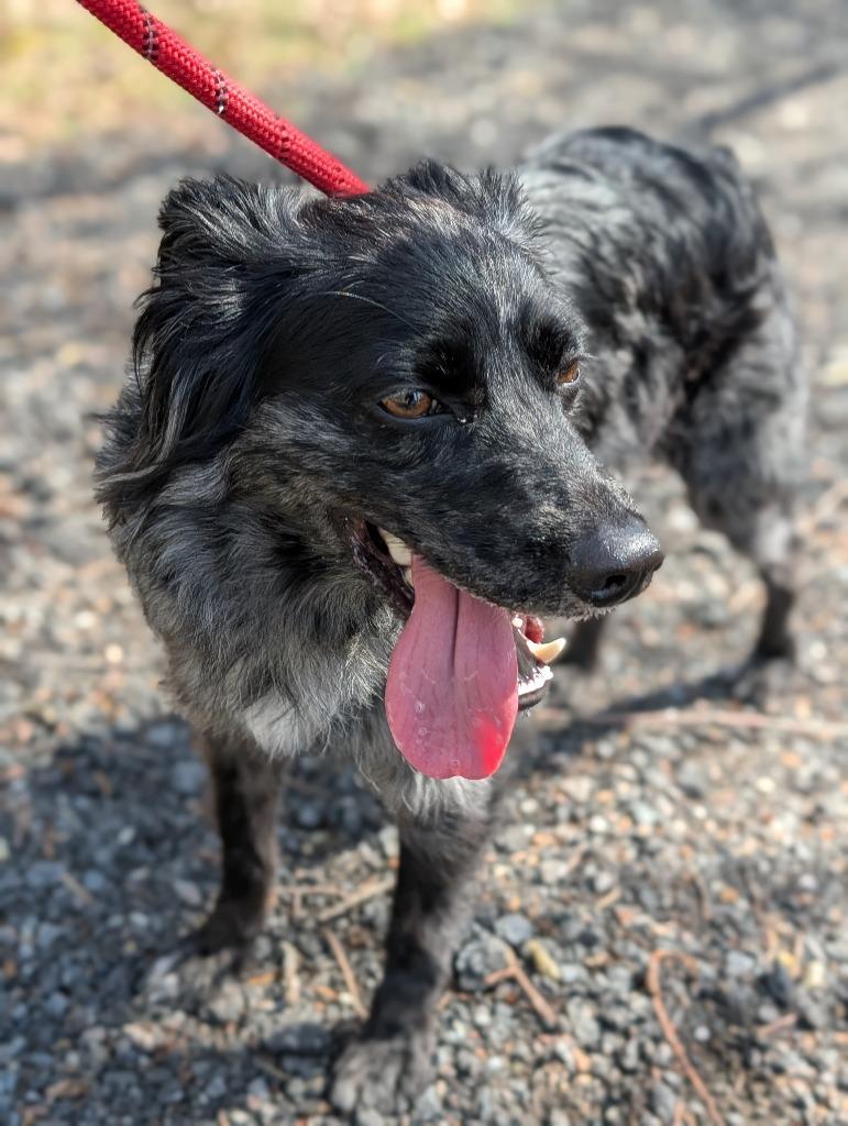Enlarge Presto, a Adoptable Australian Shepherd in Fall River, MA image 4/6