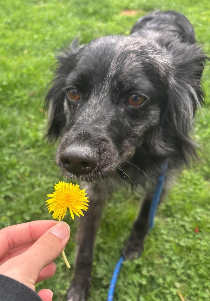 Enlarge Presto, a Adoptable Australian Shepherd in Fall River, MA image 5/6