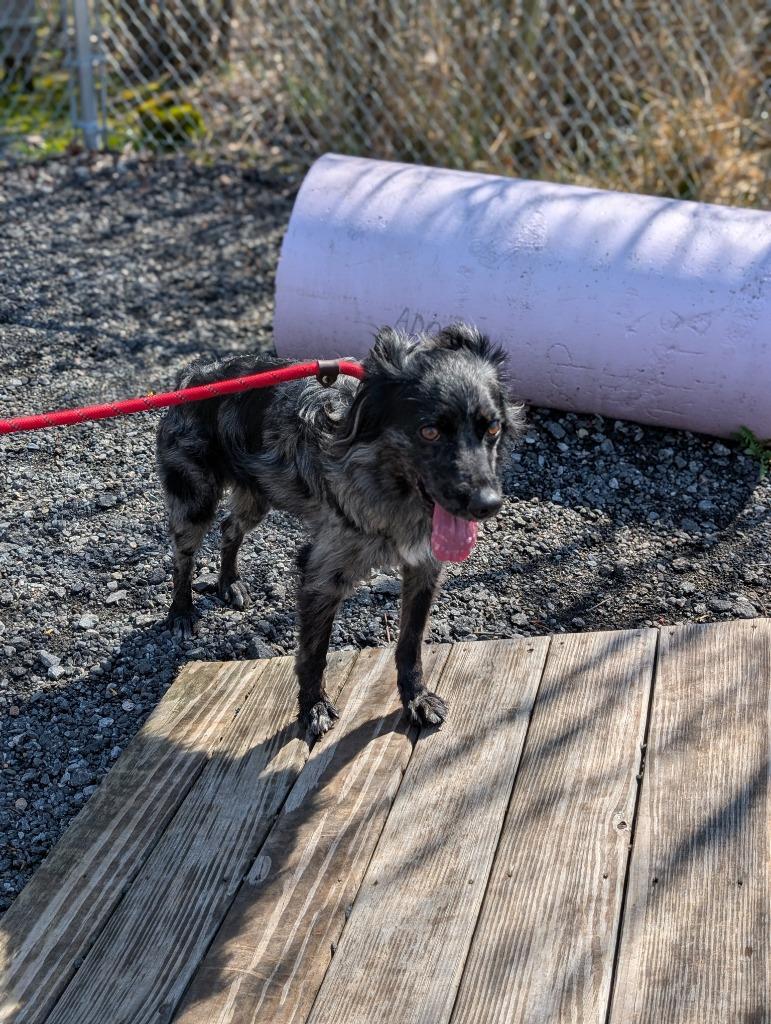 Enlarge Presto, a Adoptable Australian Shepherd in Fall River, MA image 6/6