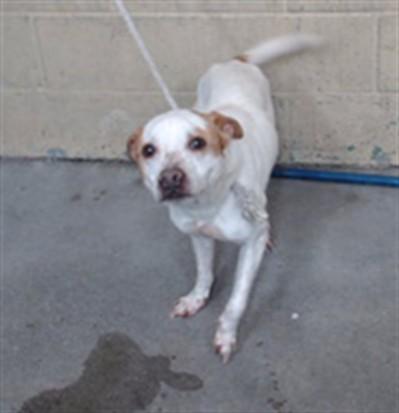 CRYPTO, Adoptable, Adult Male Terrier.