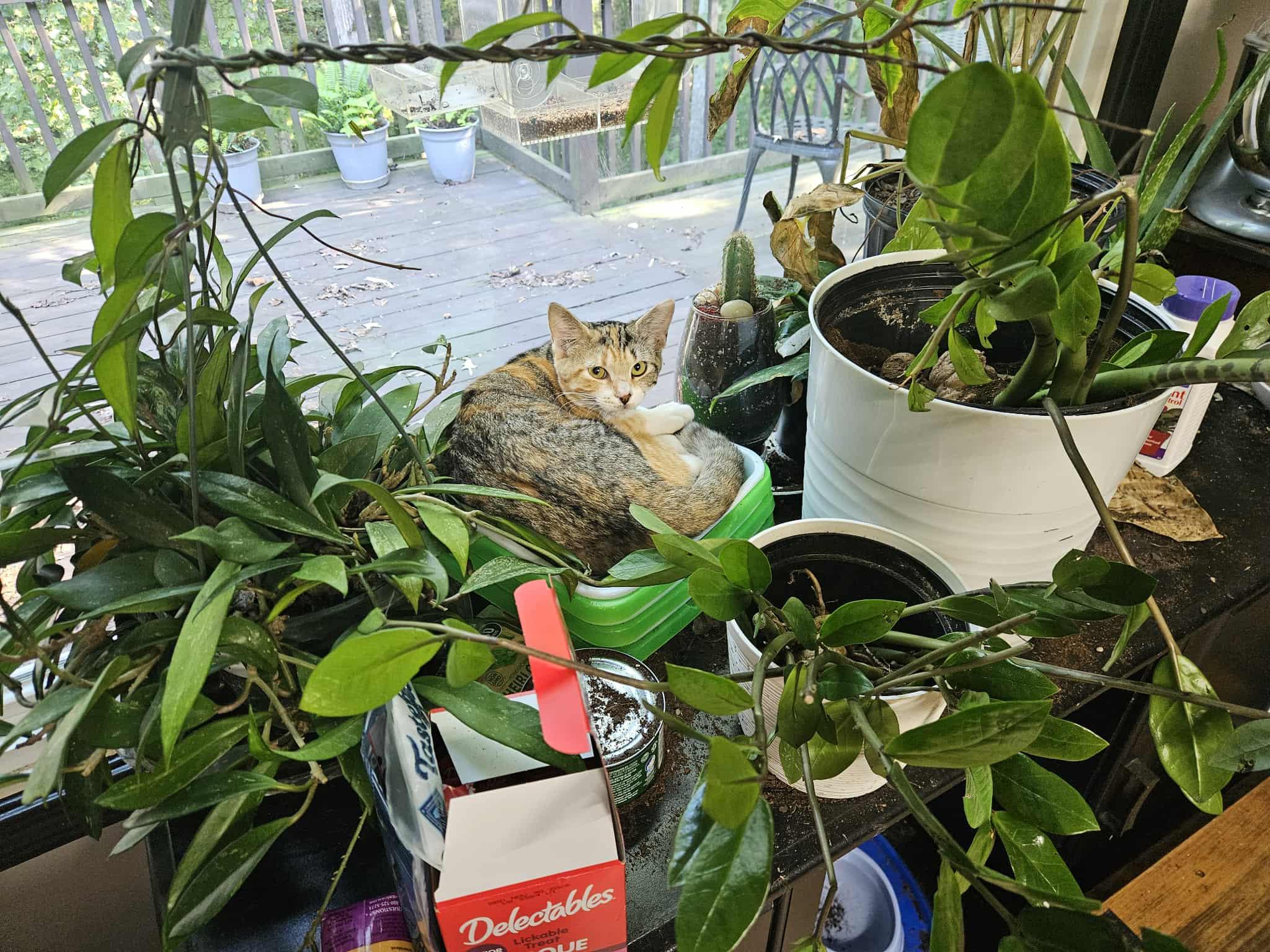 Enlarge Dolly, a Adoptable Torbie in Lawrenceville, GA image 1/2