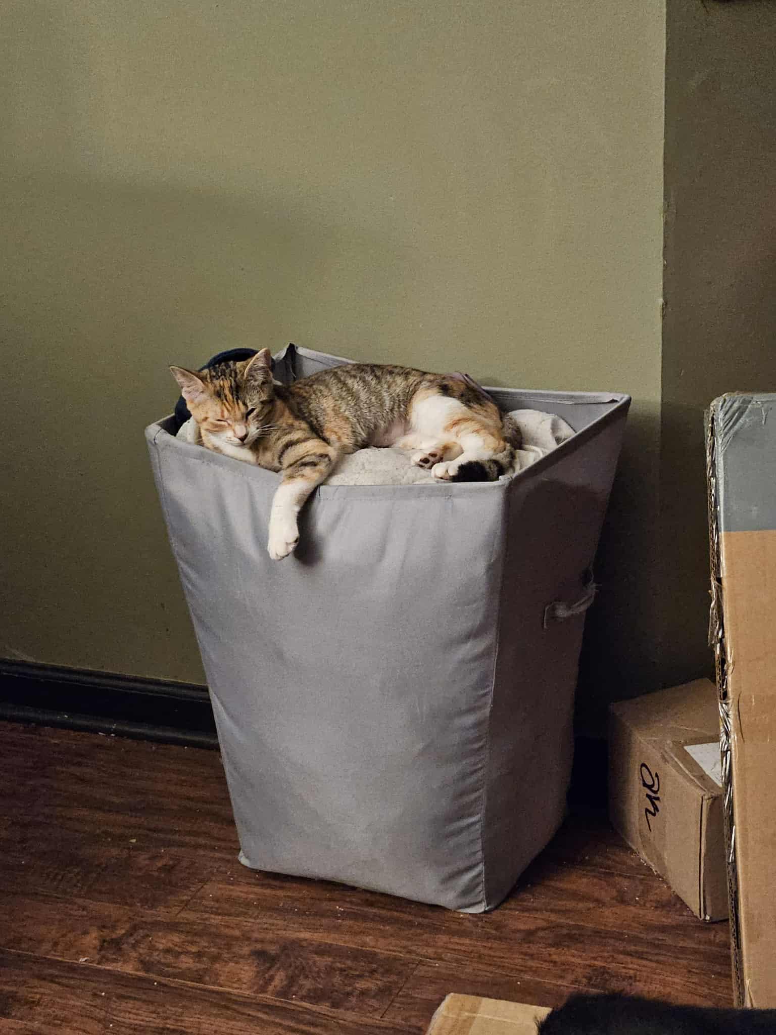 Enlarge Dolly, a Adoptable Torbie in Lawrenceville, GA image 2/2