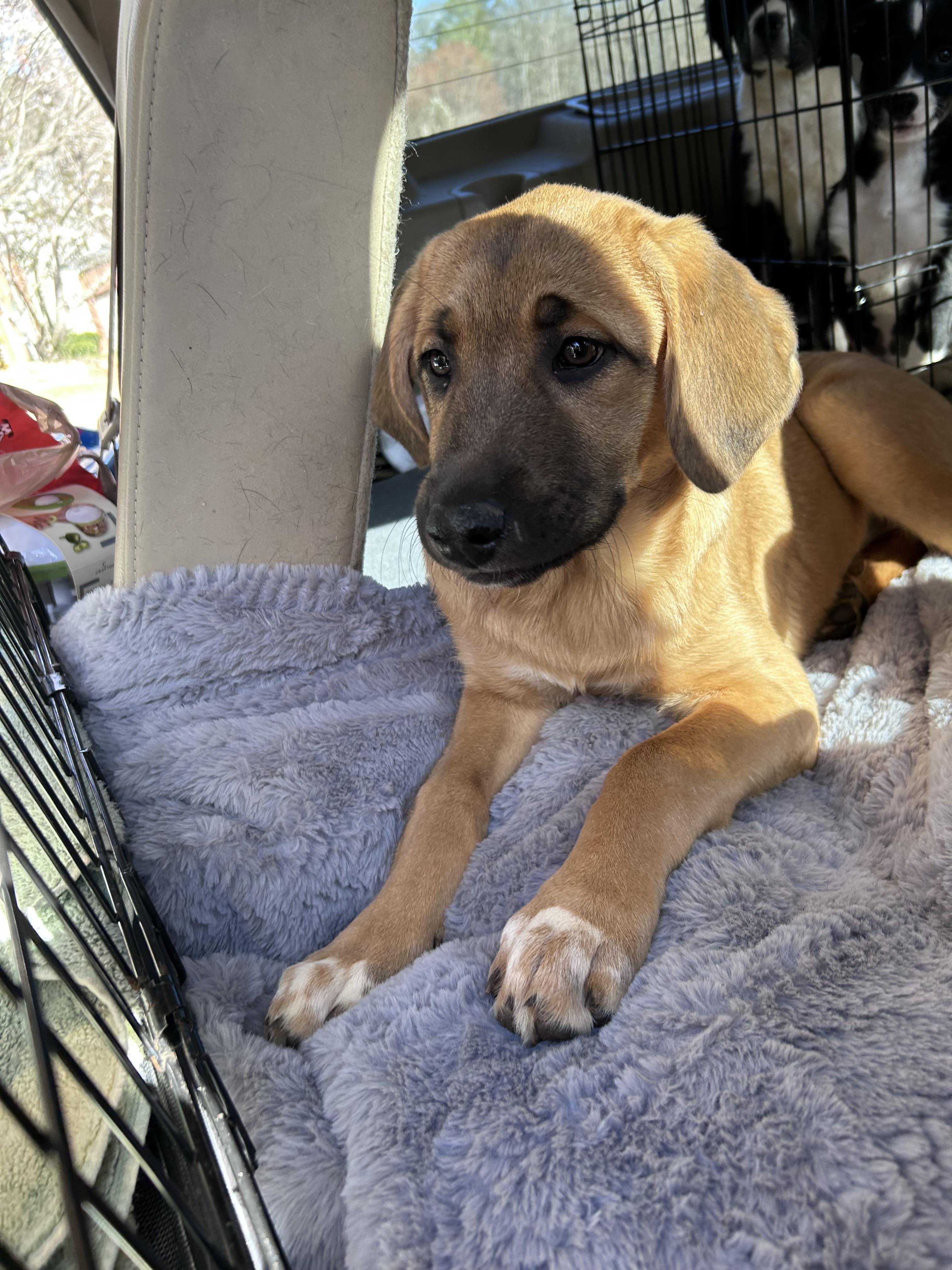 Heidi 25-478, a Adoption Pending mixed breed in Winder, GA image 1/4