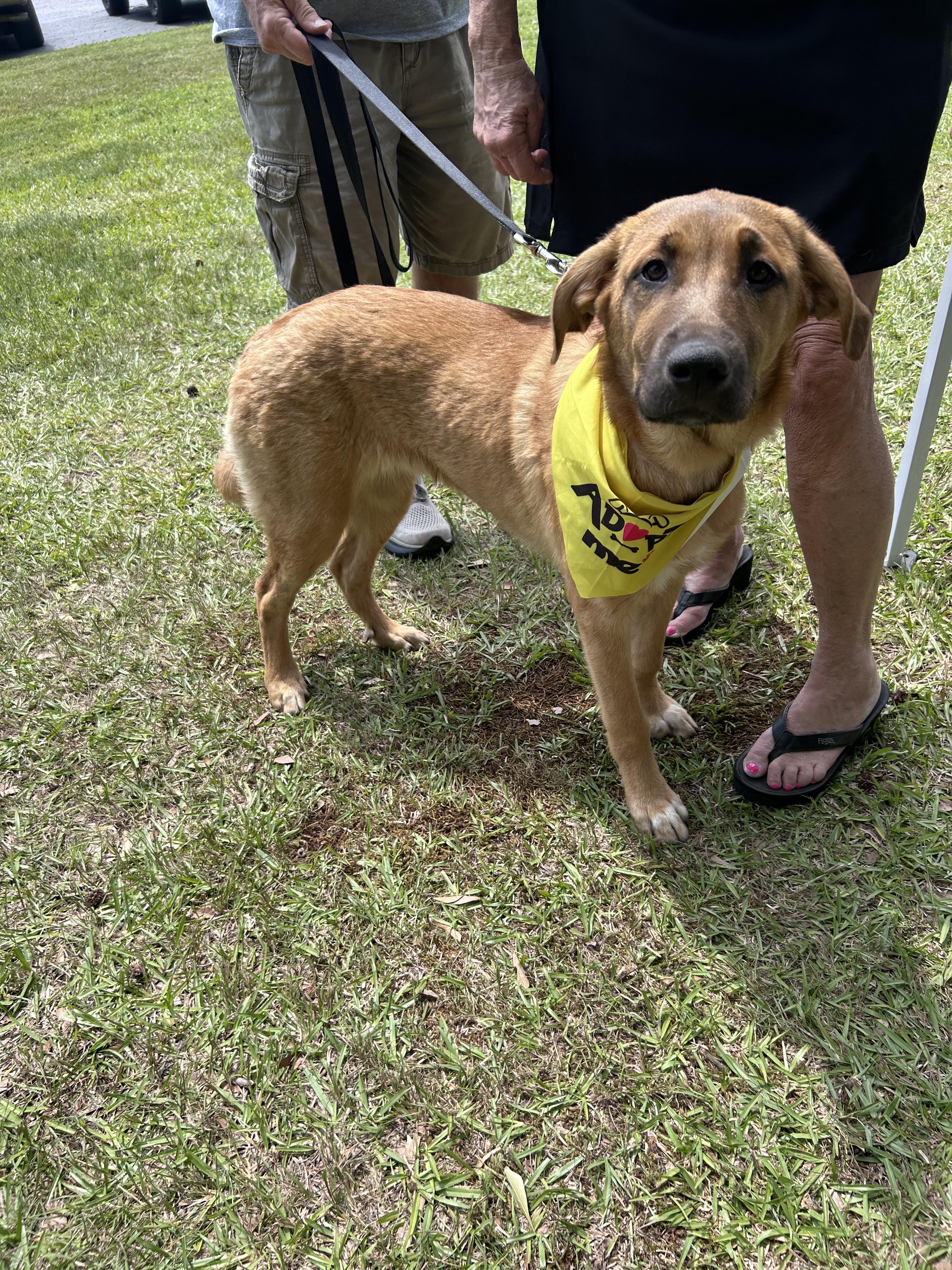 Heidi 25-478, a Adoption Pending mixed breed in Winder, GA image 2/4