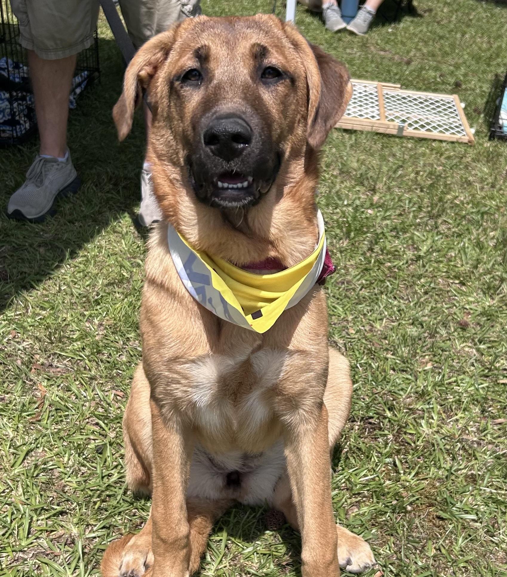 Heidi 25-478, a Adoption Pending mixed breed in Winder, GA image 3/4