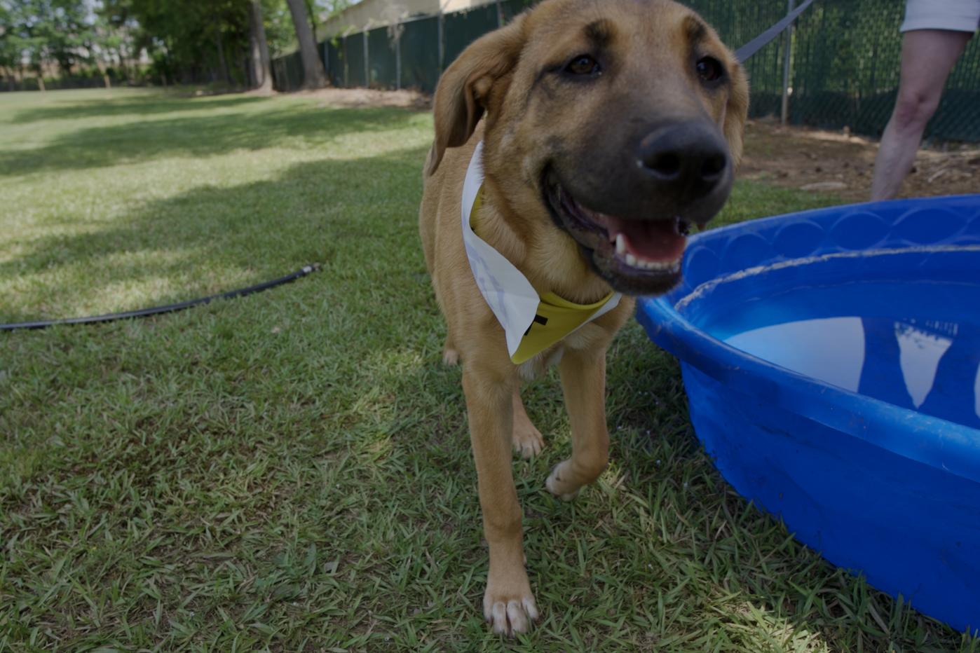 Heidi 25-478, a Adoption Pending mixed breed in Winder, GA image 4/4