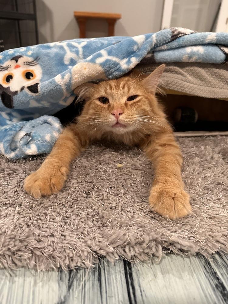 Noodle, Adoptable, Adult Male Domestic Long Hair.