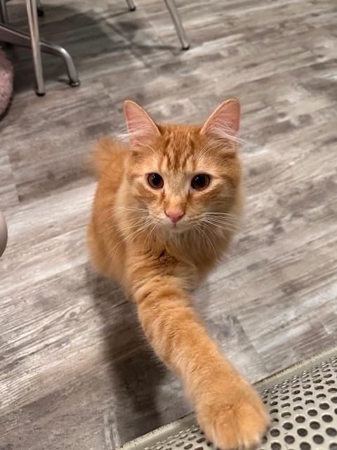 Enlarge Noodle, a Adoptable Domestic Long Hair in Greensburg, PA image 2/4