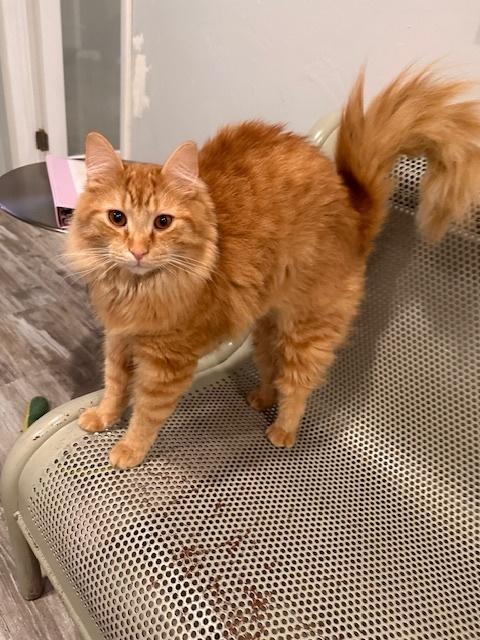 Enlarge Noodle, a Adoptable Domestic Long Hair in Greensburg, PA image 3/4