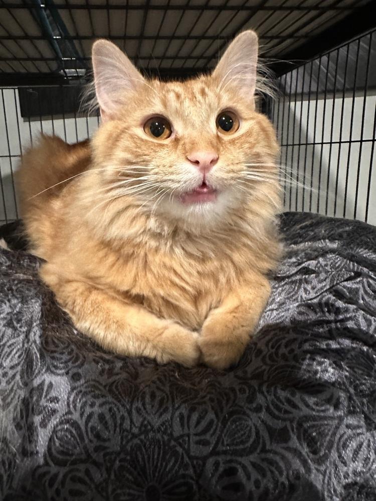 Enlarge Noodle, a Adoptable Domestic Long Hair in Greensburg, PA image 4/4