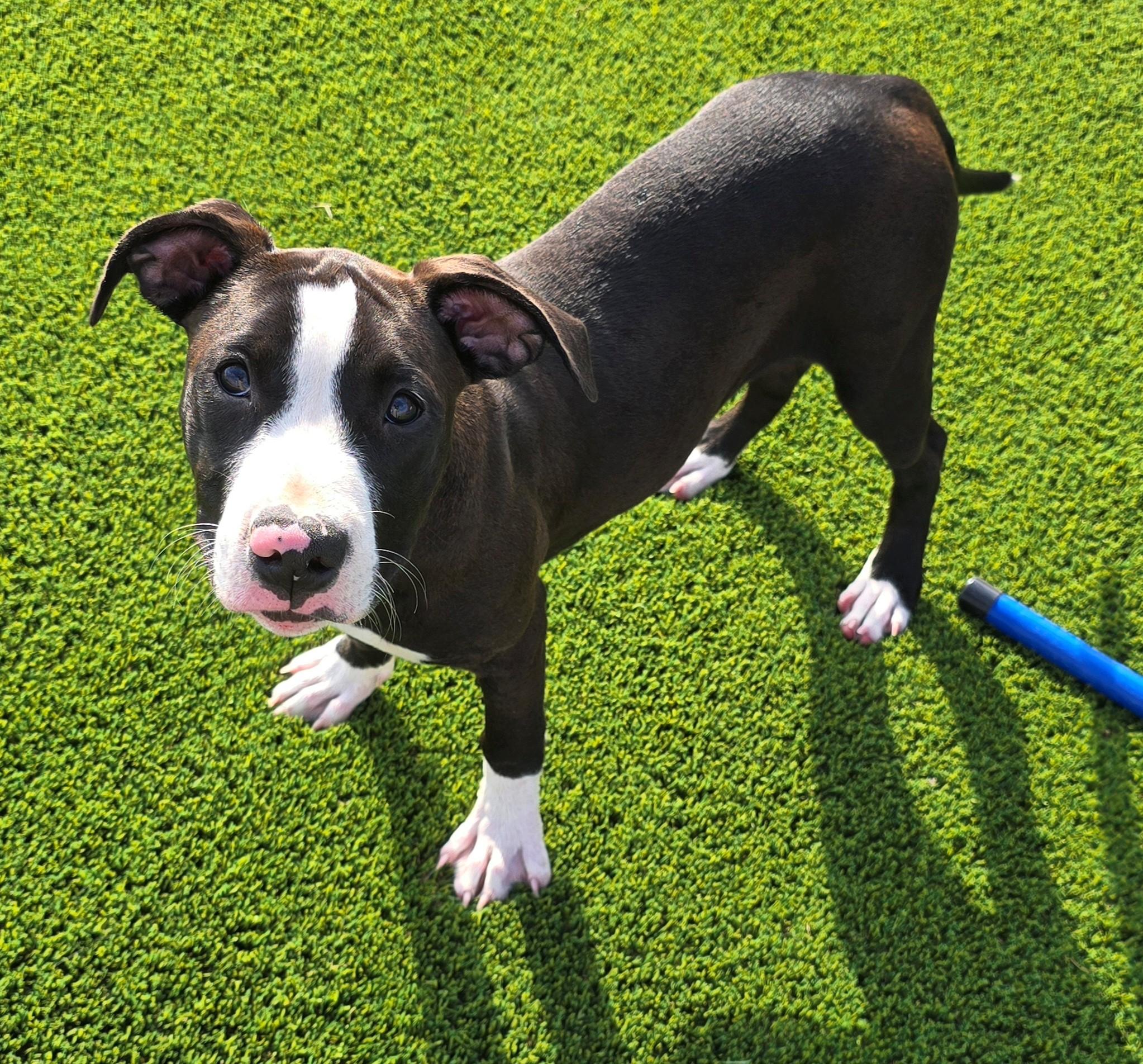 Enlarge Fable, a Adopted Mixed Breed in El Reno, OK image 1/3