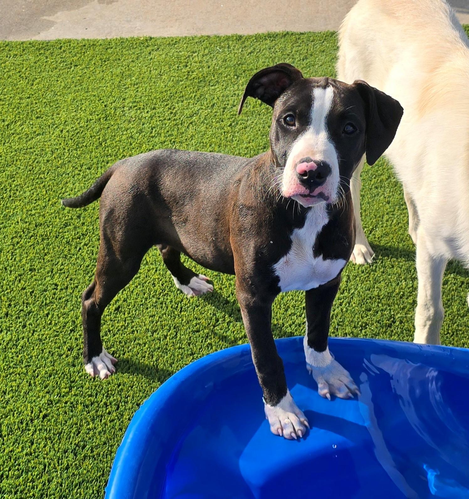 Enlarge Fable, a Adopted Mixed Breed in El Reno, OK image 2/3