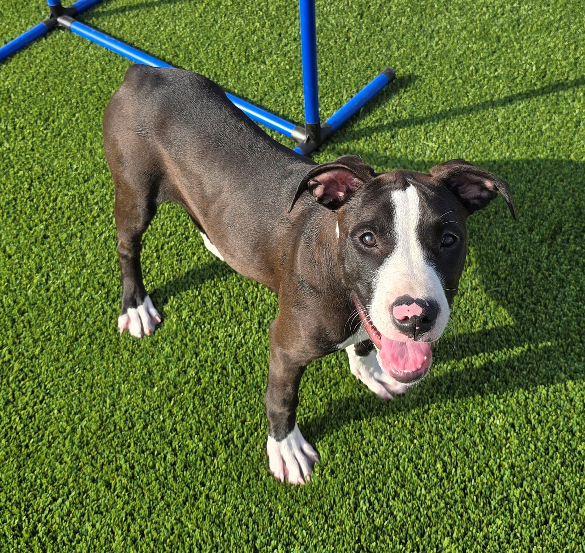 Enlarge Fable, a Adopted Mixed Breed in El Reno, OK image 3/3