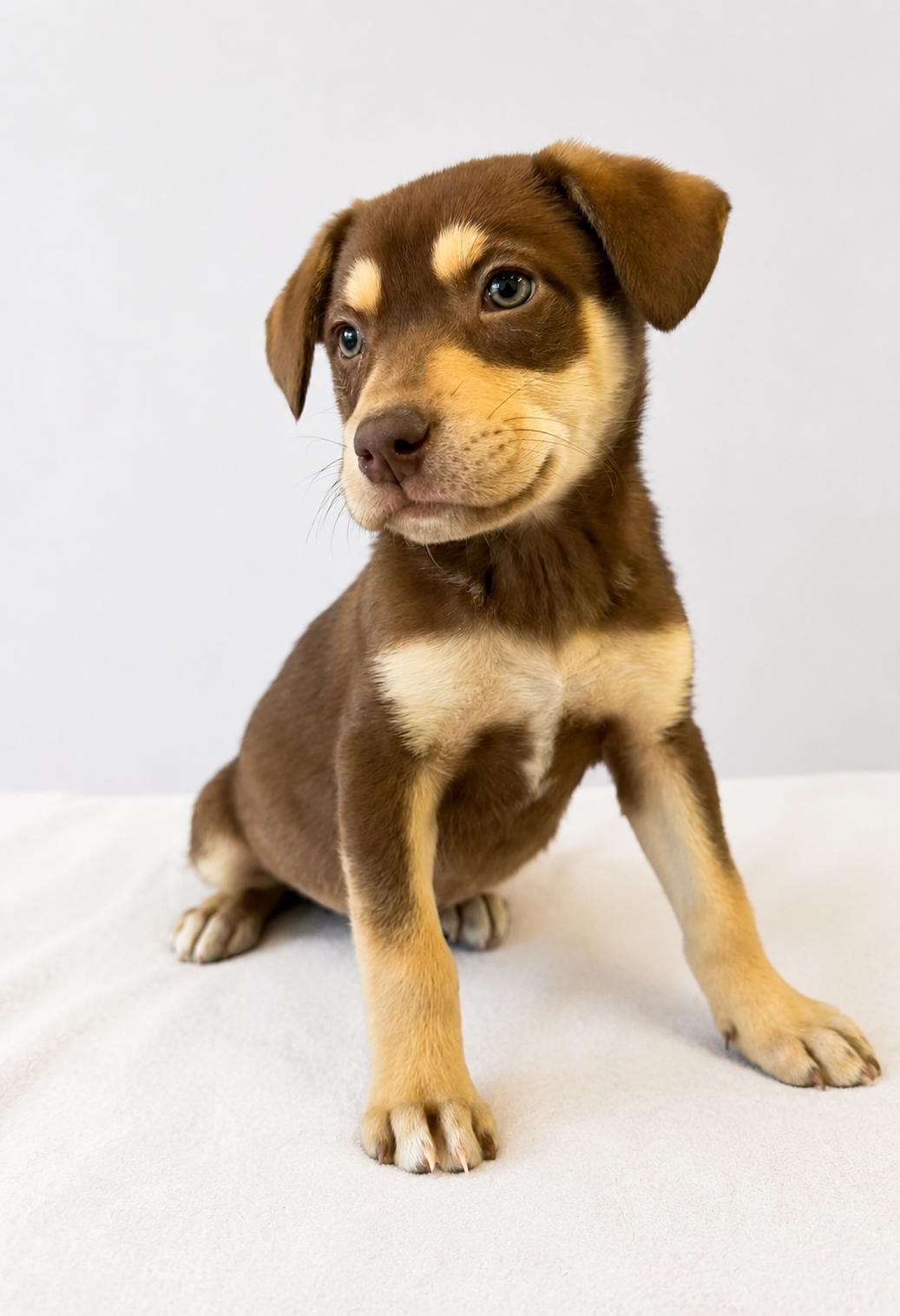 Colin, Adoptable, Puppy Male Husky & Australian Kelpie.