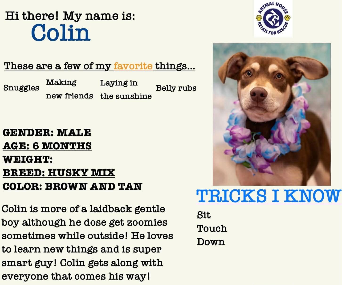 Colin, a Adoptable mixed breed in Pottstown, PA image 1/3