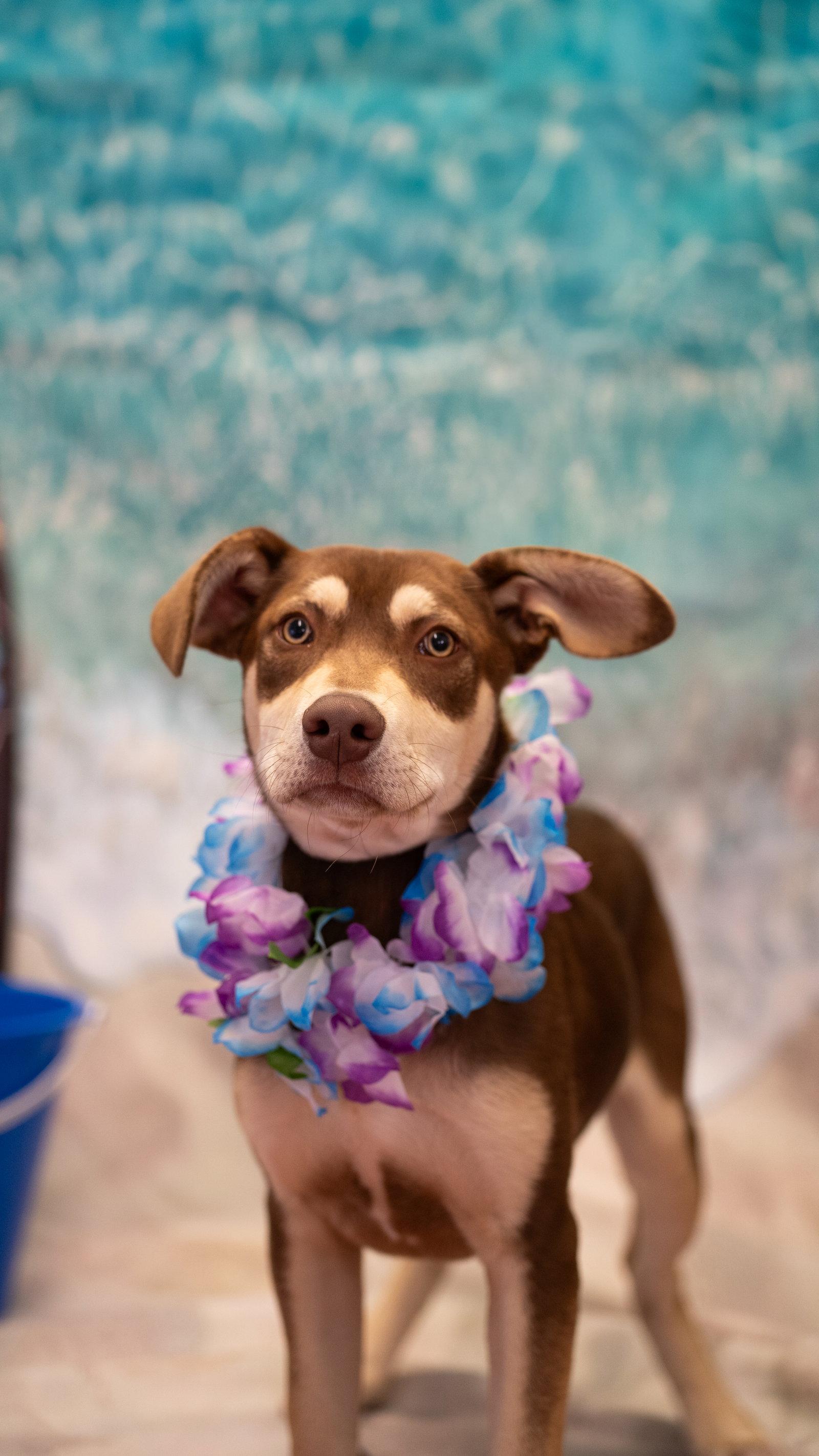 Colin, a Adoptable mixed breed in Pottstown, PA image 2/2