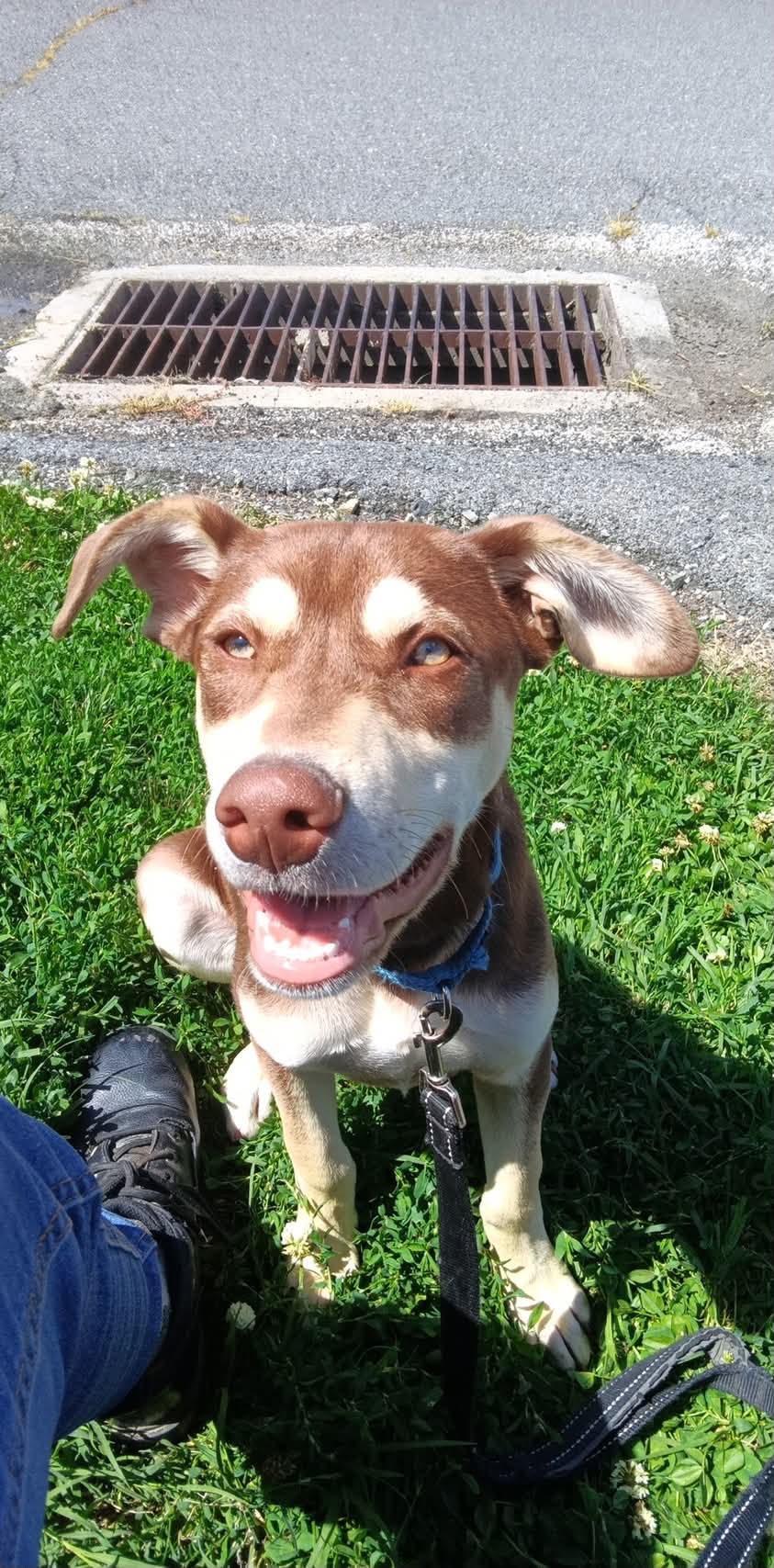Colin, a Adoptable mixed breed in Pottstown, PA image 3/3