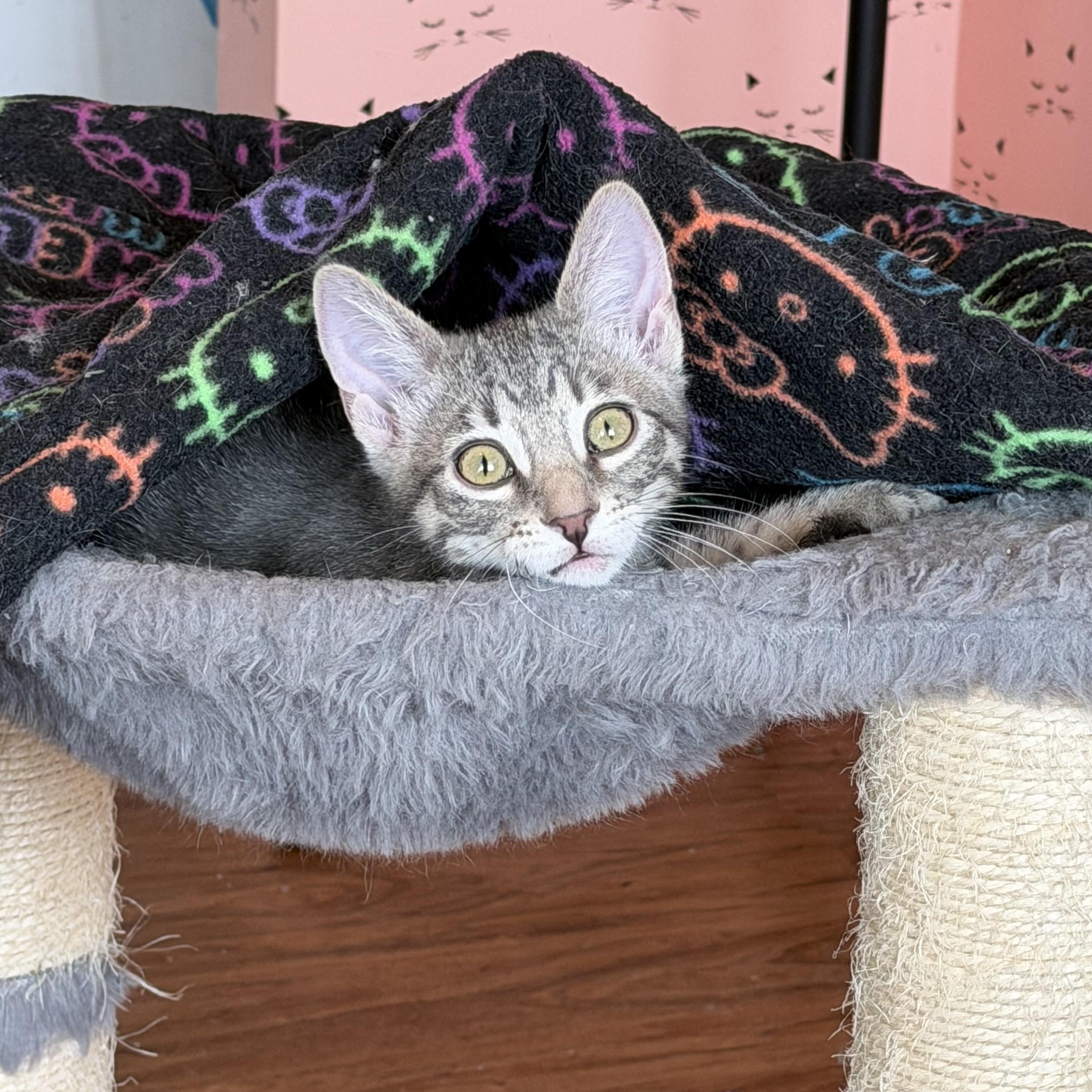 Gabriella & Olga, a Adoptable Domestic Short Hair in Naperville, IL image 6/6