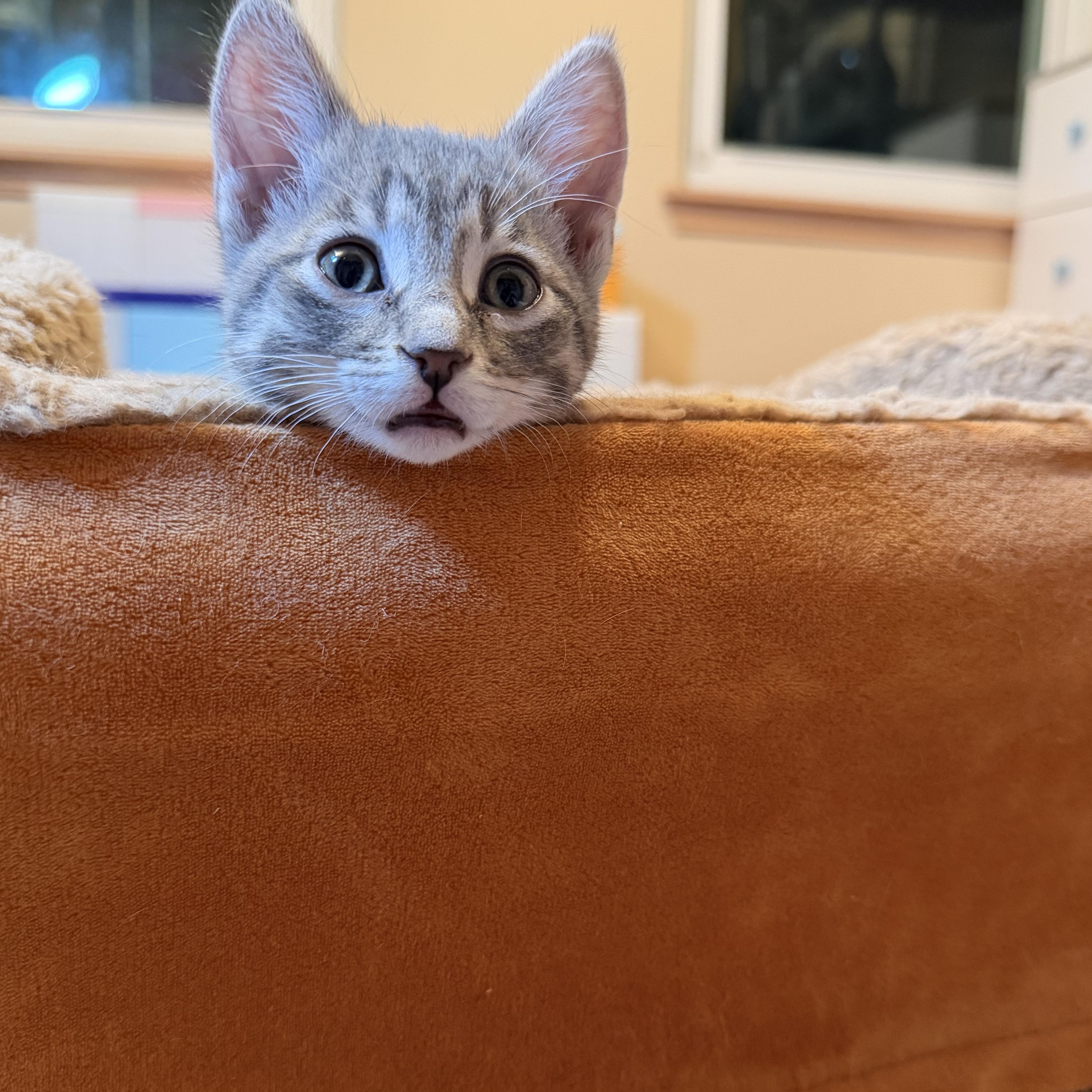 Gabriella & Olga, a Adoptable Domestic Short Hair in Naperville, IL image 2/6