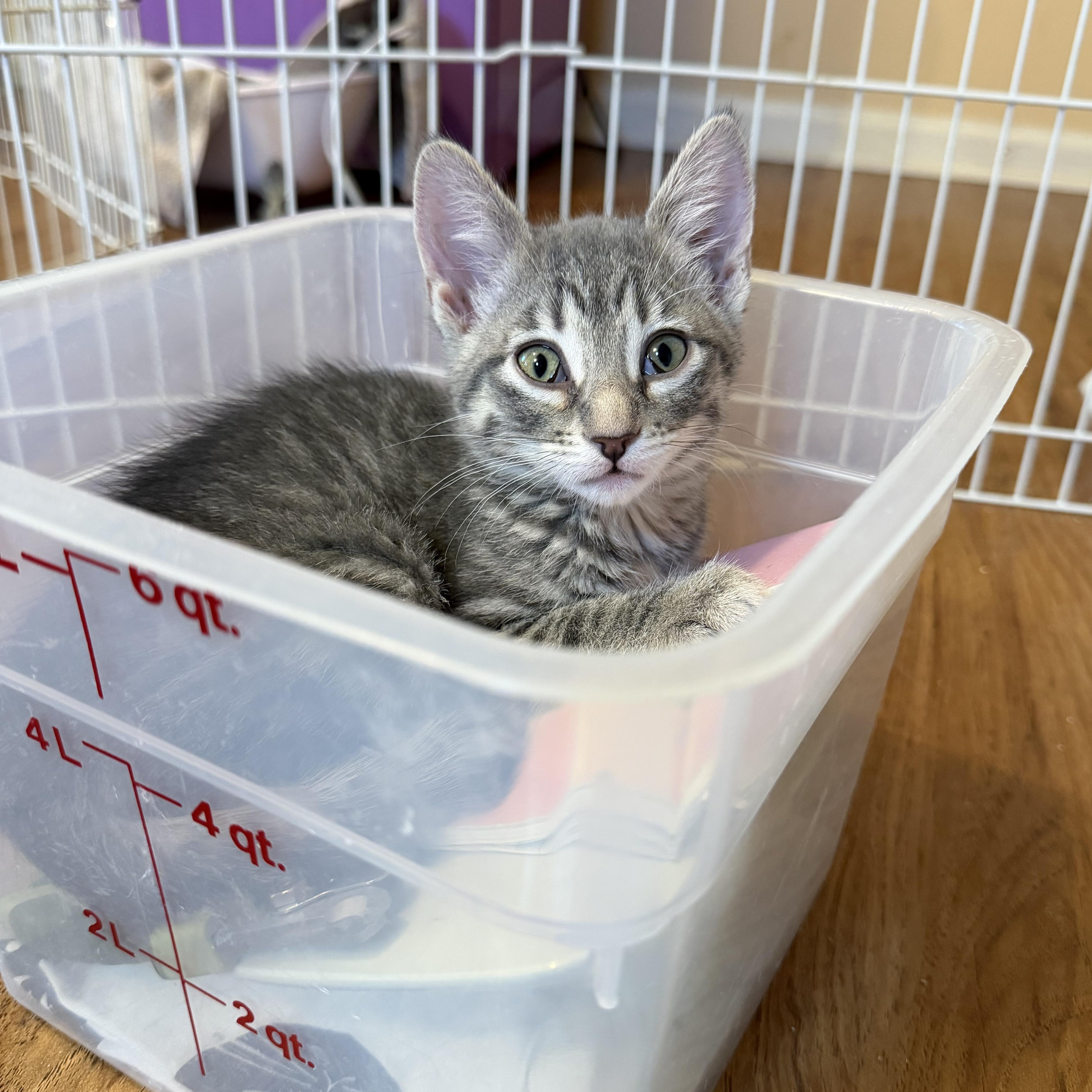 Gabriella & Olga, a Adoptable Domestic Short Hair in Naperville, IL image 4/6