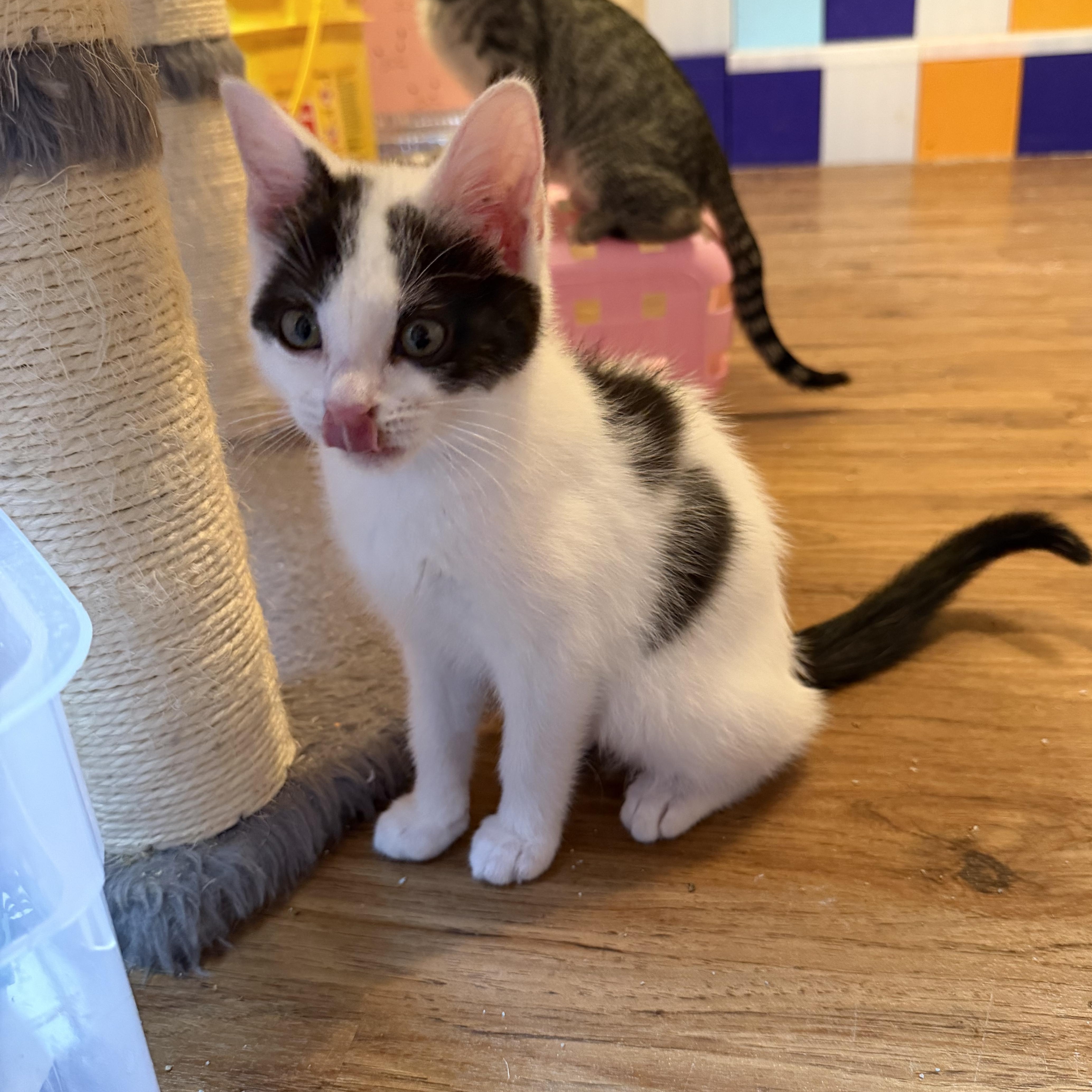 Gabriella & Olga, a Adoptable Domestic Short Hair in Naperville, IL image 3/6