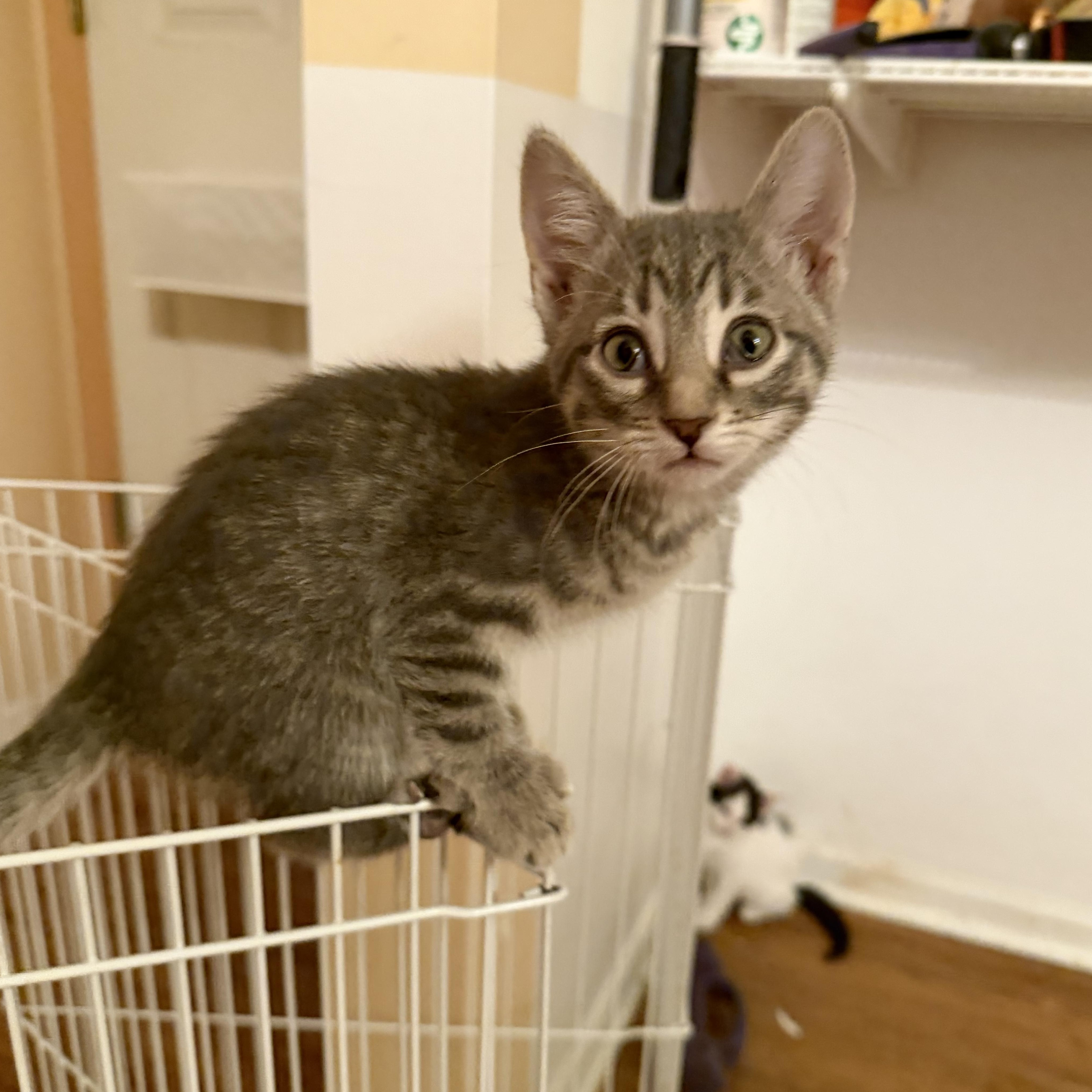 Gabriella & Olga, a Adoptable Domestic Short Hair in Naperville, IL image 5/6