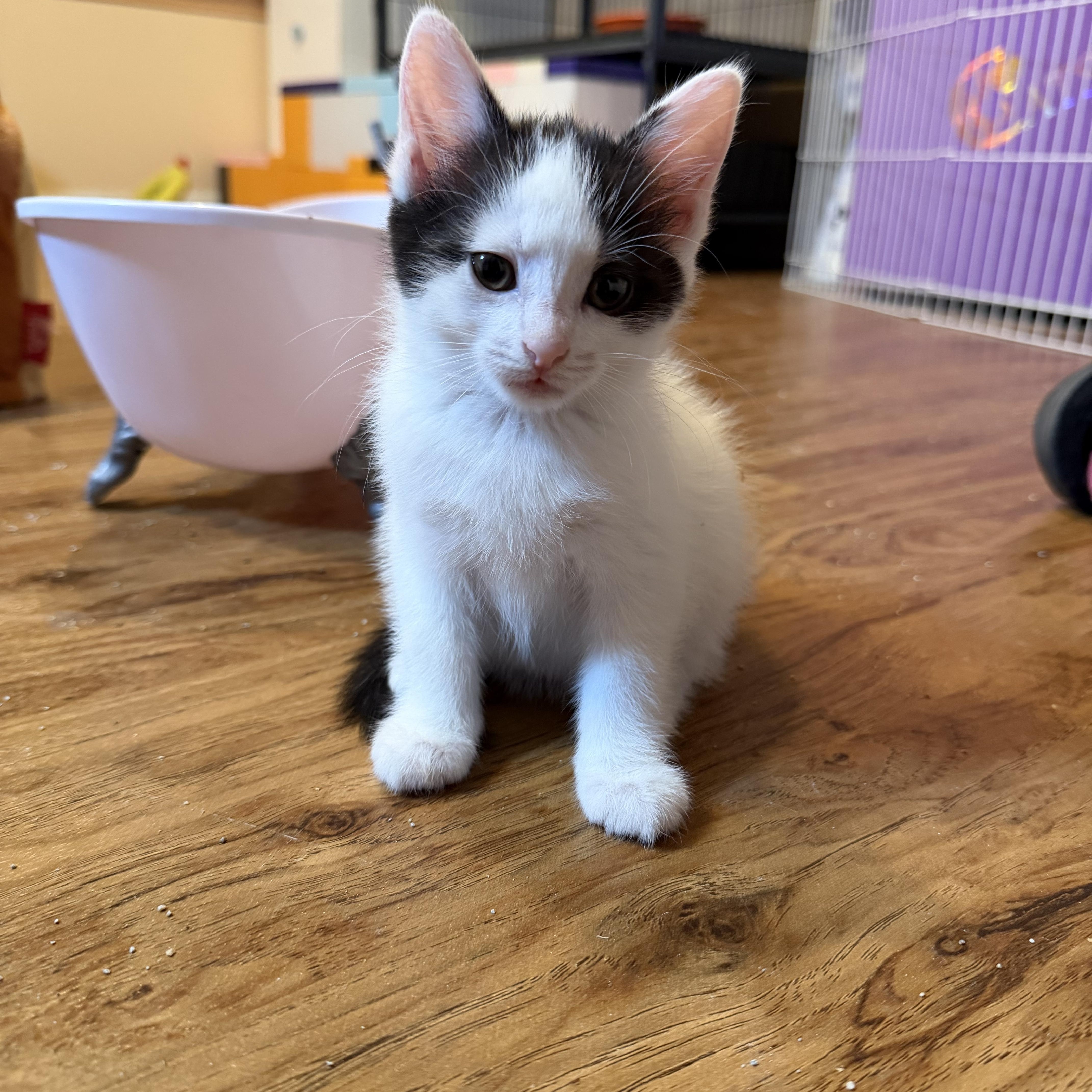 Gabriella & Olga, Adoptable, Kitten Female Domestic Short Hair.