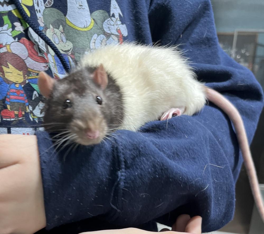 Remy, Adoptable, Adult Male Rat.