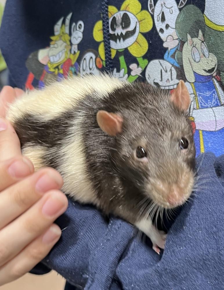 Enlarge Remy, a Adoptable Rat in Germantown, OH image 2/5