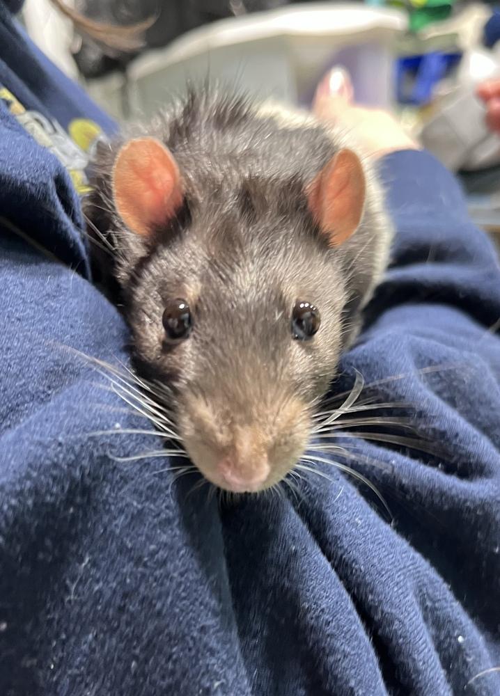 Enlarge Remy, a Adoptable Rat in Germantown, OH image 3/5