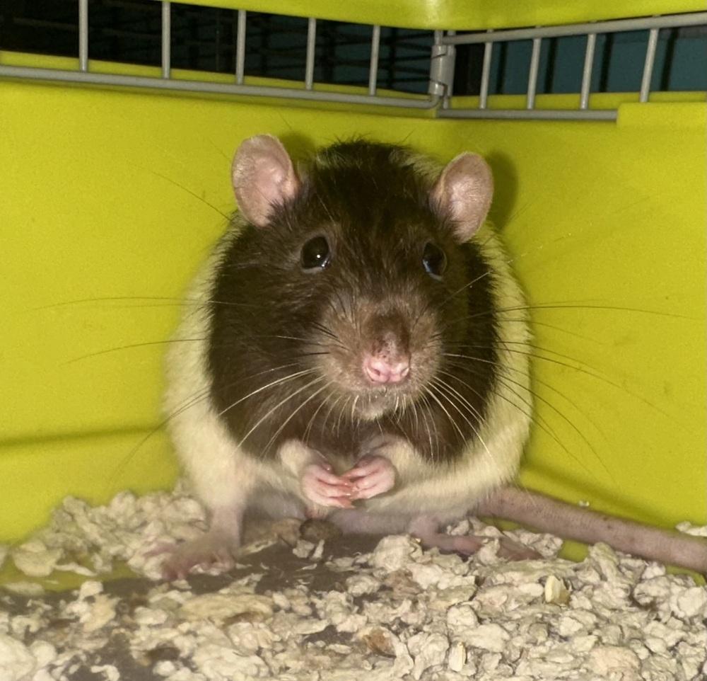 Enlarge Remy, a Adoptable Rat in Germantown, OH image 4/5