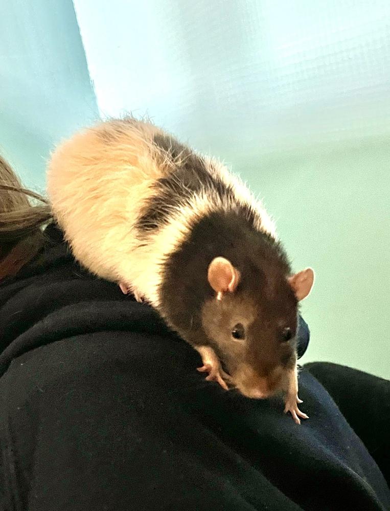 Remy, Adoptable, Adult Male Rat.