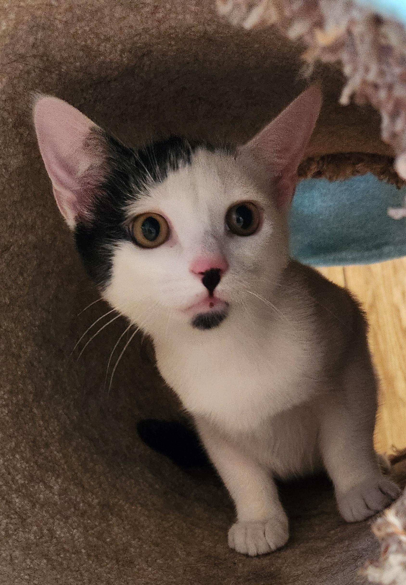 Enlarge Baby Oreo, a ADOPTABLE Domestic Short Hair in Linden, NJ image 2/6