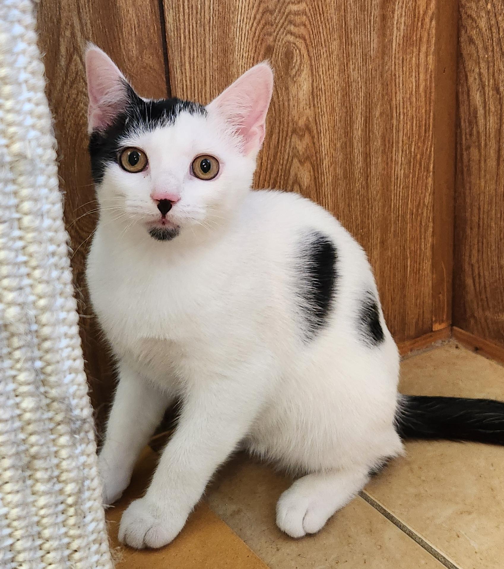 Enlarge Baby Oreo, a ADOPTABLE Domestic Short Hair in Linden, NJ image 3/6