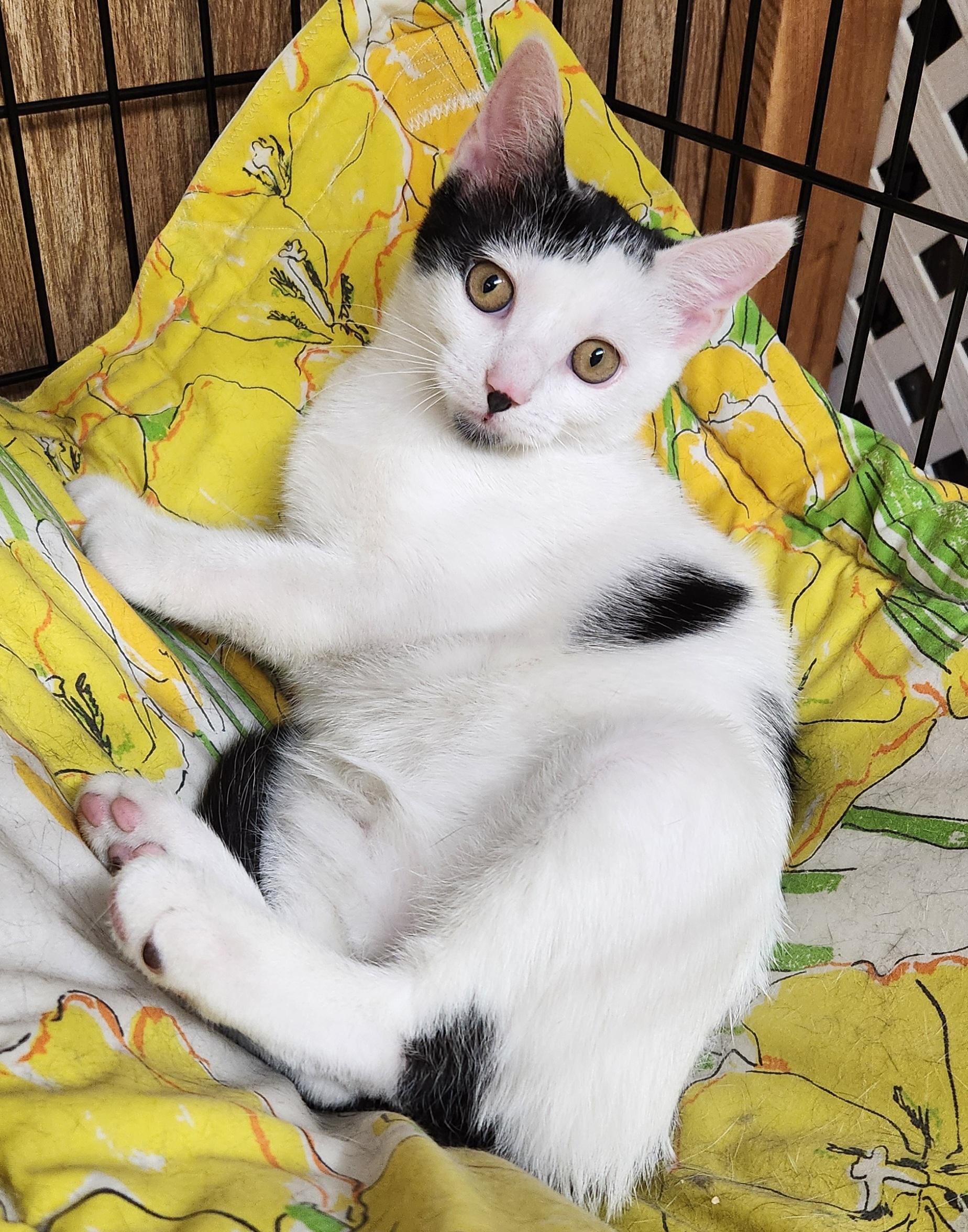 Baby Oreo, ADOPTABLE, Kitten Male Domestic Short Hair.