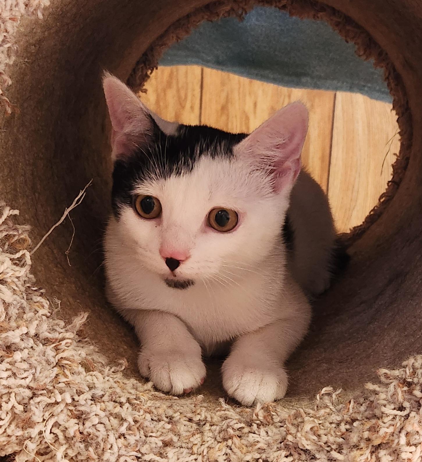 Enlarge Baby Oreo, a ADOPTABLE Domestic Short Hair in Linden, NJ image 6/6