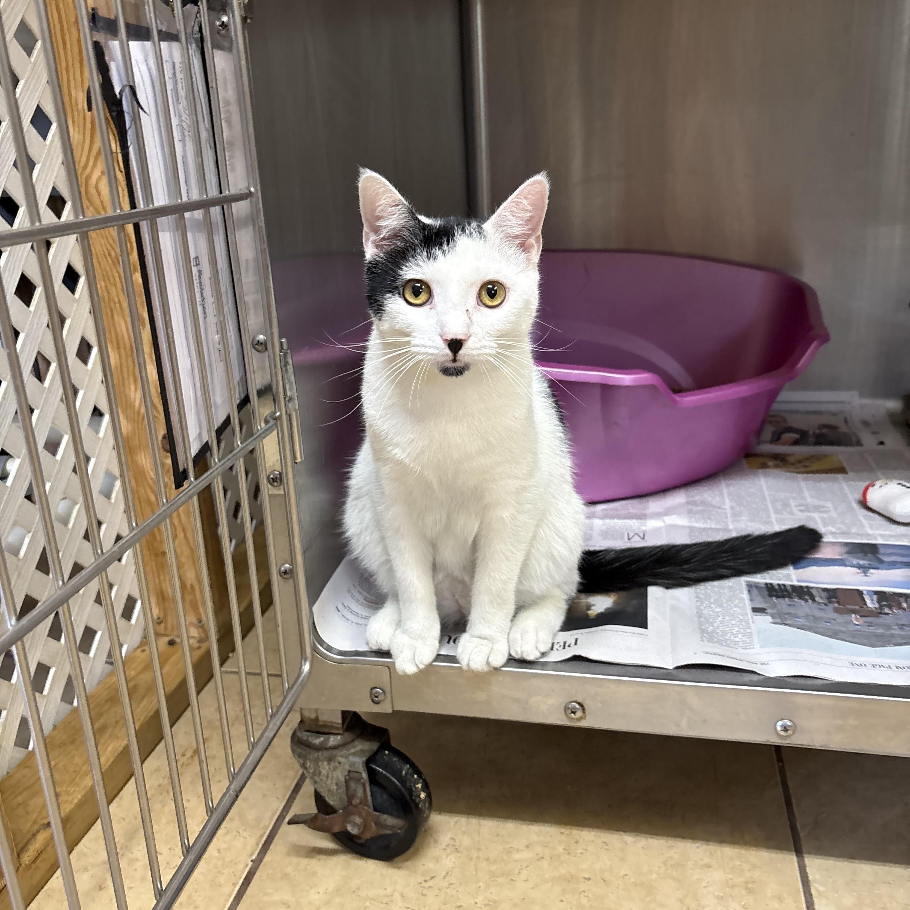 Baby Oreo, a ADOPTABLE Domestic Short Hair in Linden, NJ image 6/6
