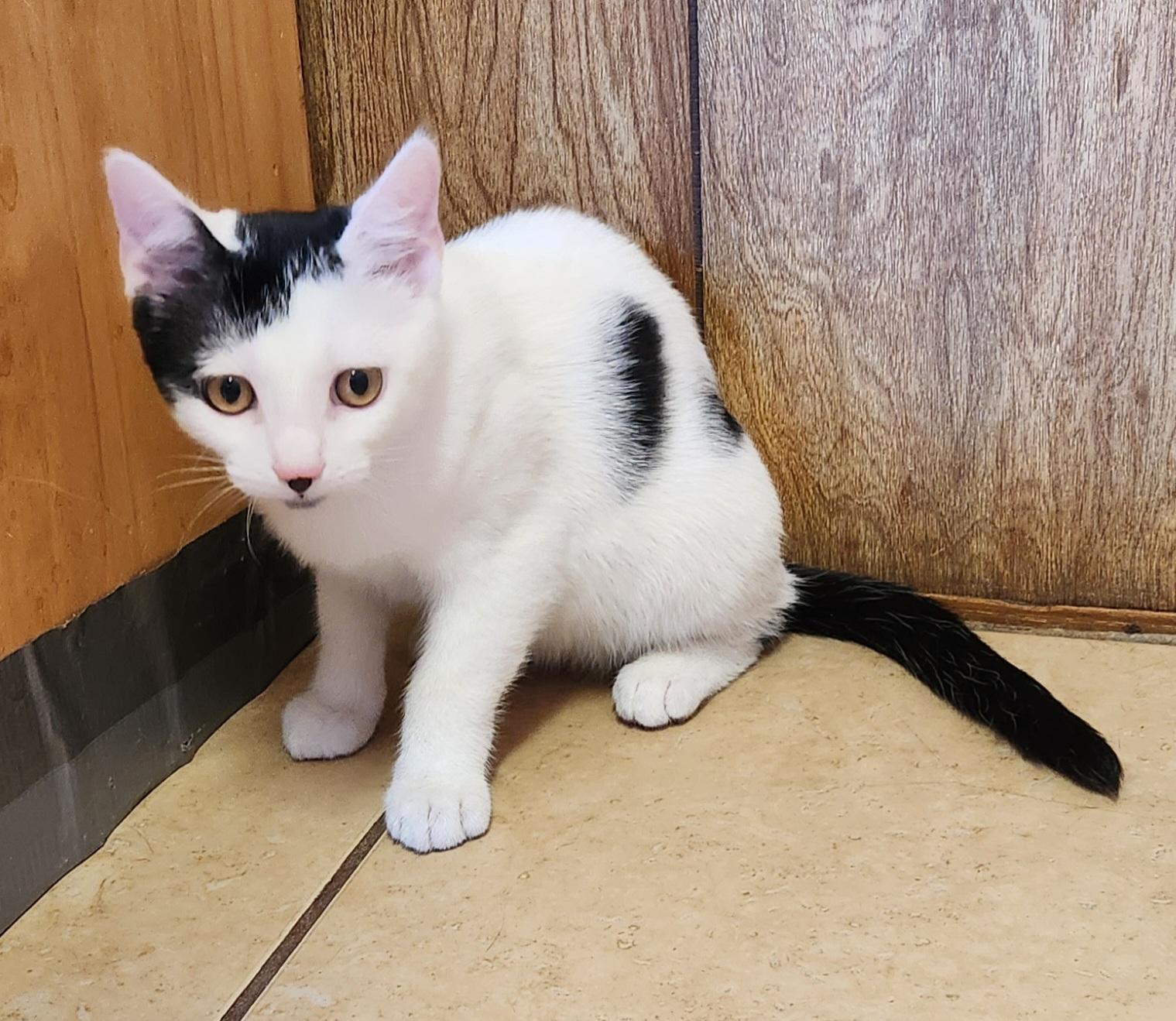 Enlarge Baby Oreo, a ADOPTABLE Domestic Short Hair in Linden, NJ image 5/6