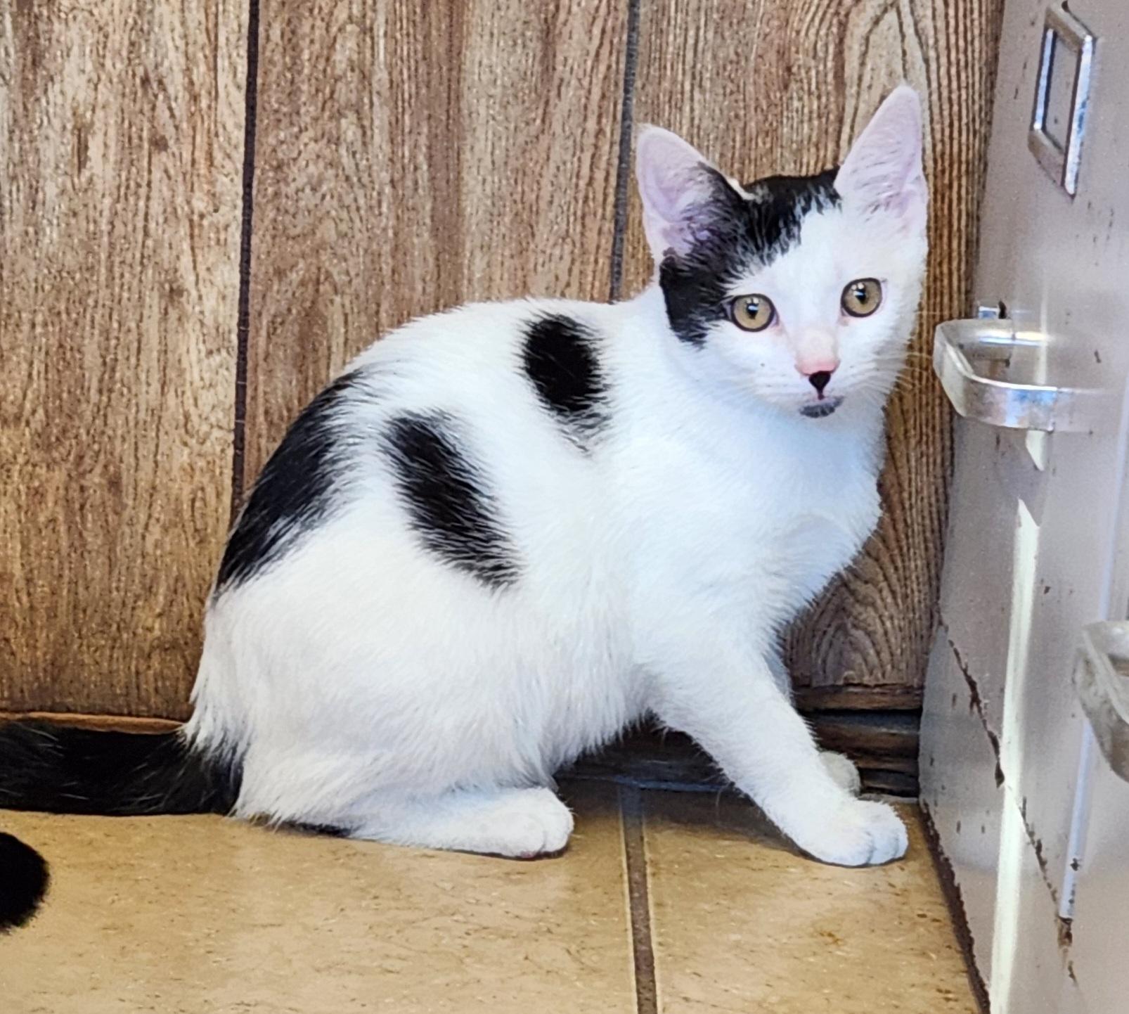 Enlarge Baby Oreo, a ADOPTABLE Domestic Short Hair in Linden, NJ image 4/6