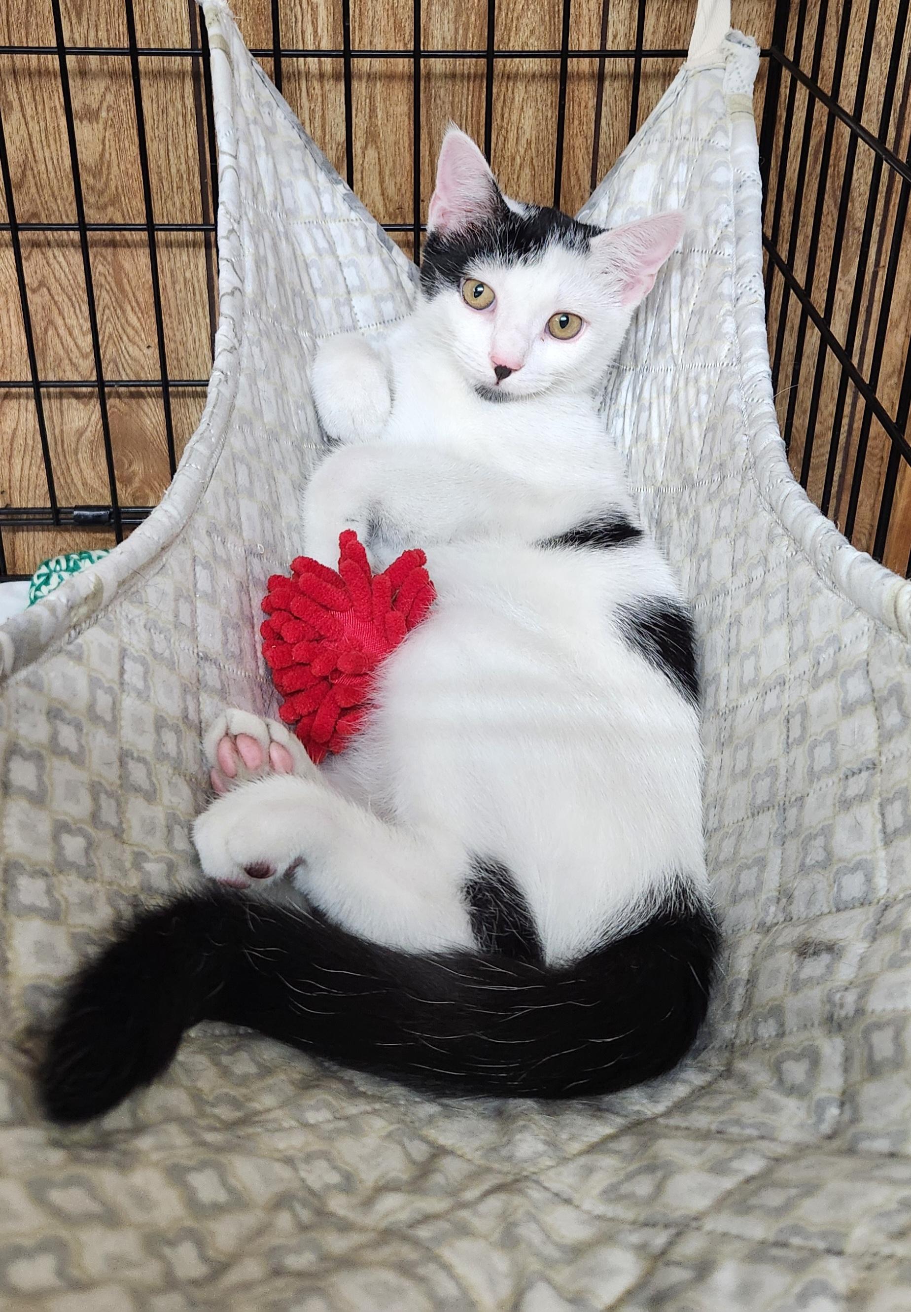Enlarge Baby Oreo, a ADOPTABLE Domestic Short Hair in Linden, NJ image 1/6