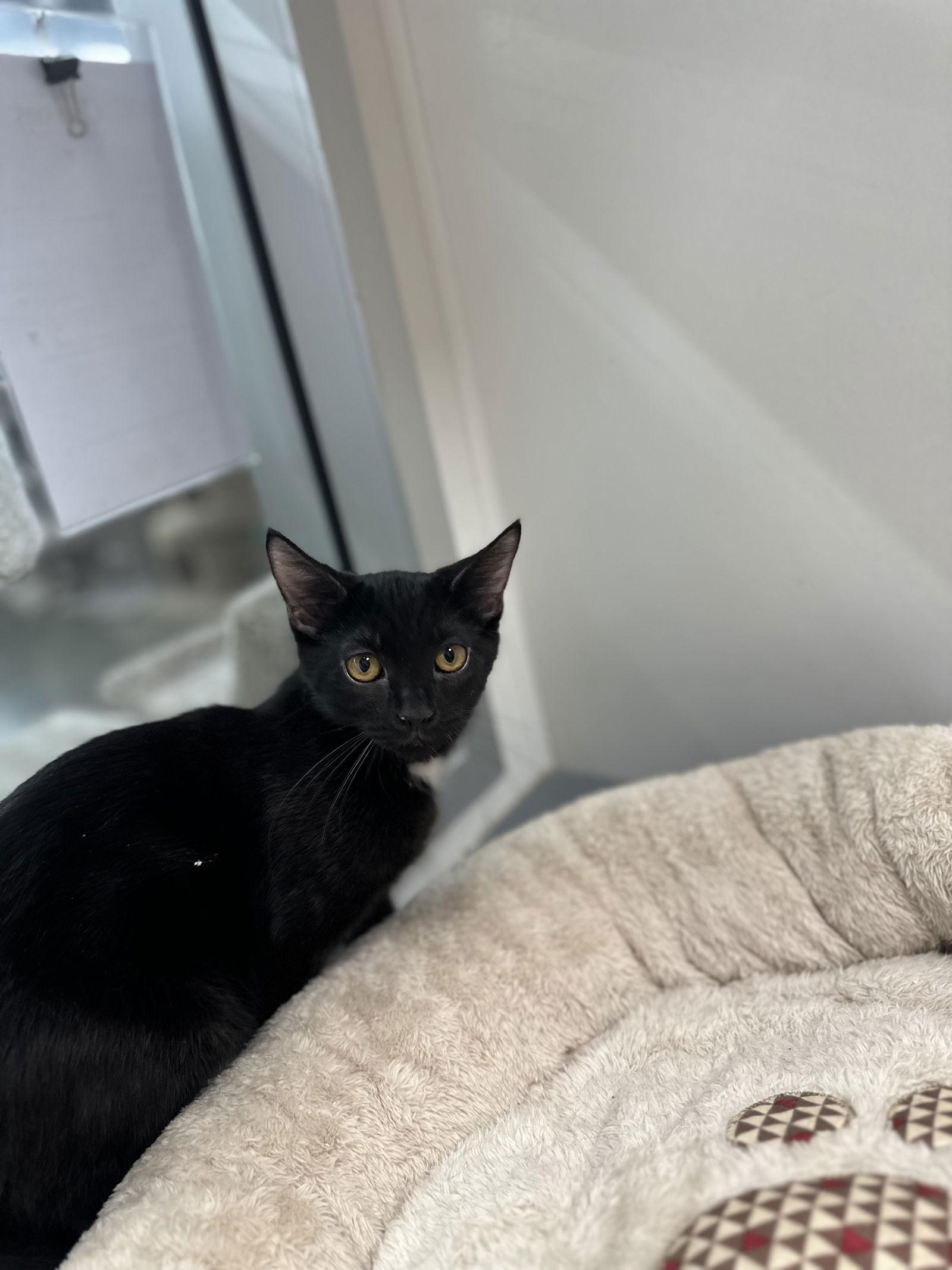 Espresso thumbnail 3