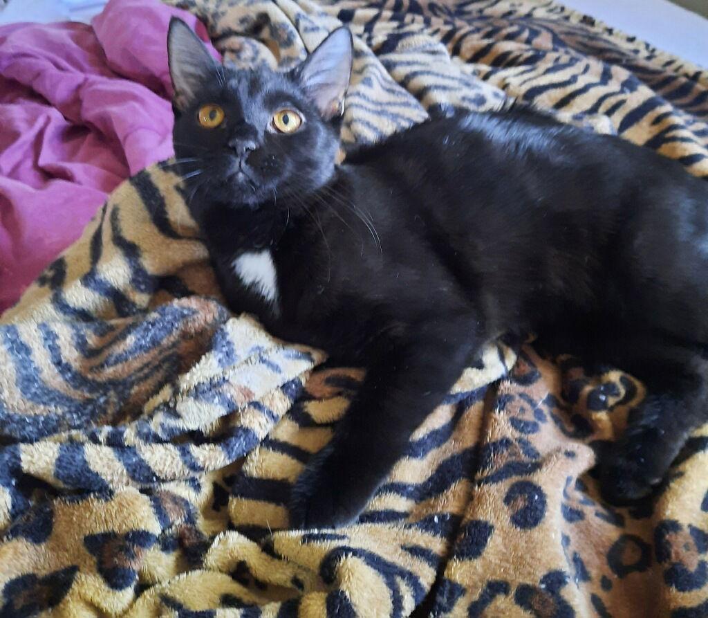 Espresso thumbnail 4