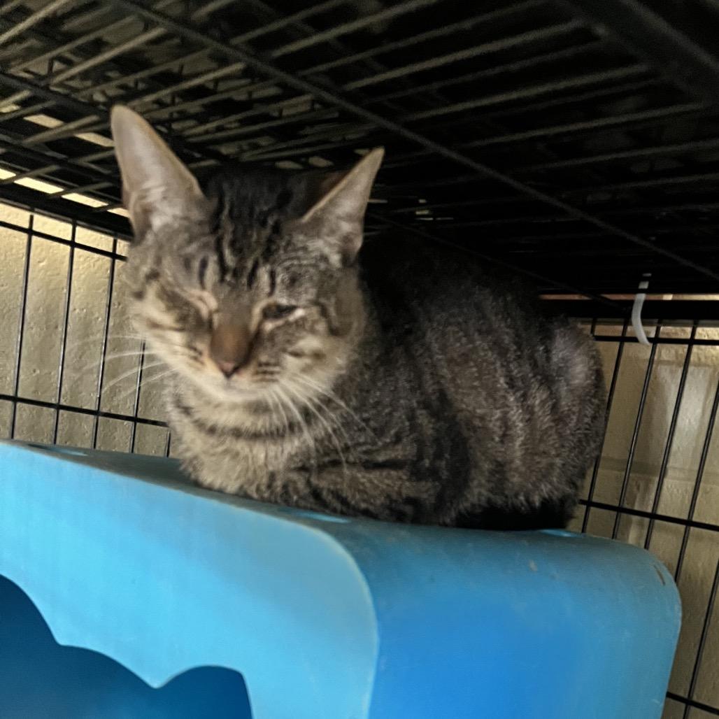 Brock, Adoptable, Adult Male Domestic Short Hair.