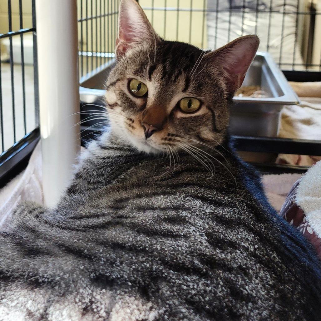 Enlarge Brock, a Adoptable Domestic Short Hair in Columbus, NC image 2/6