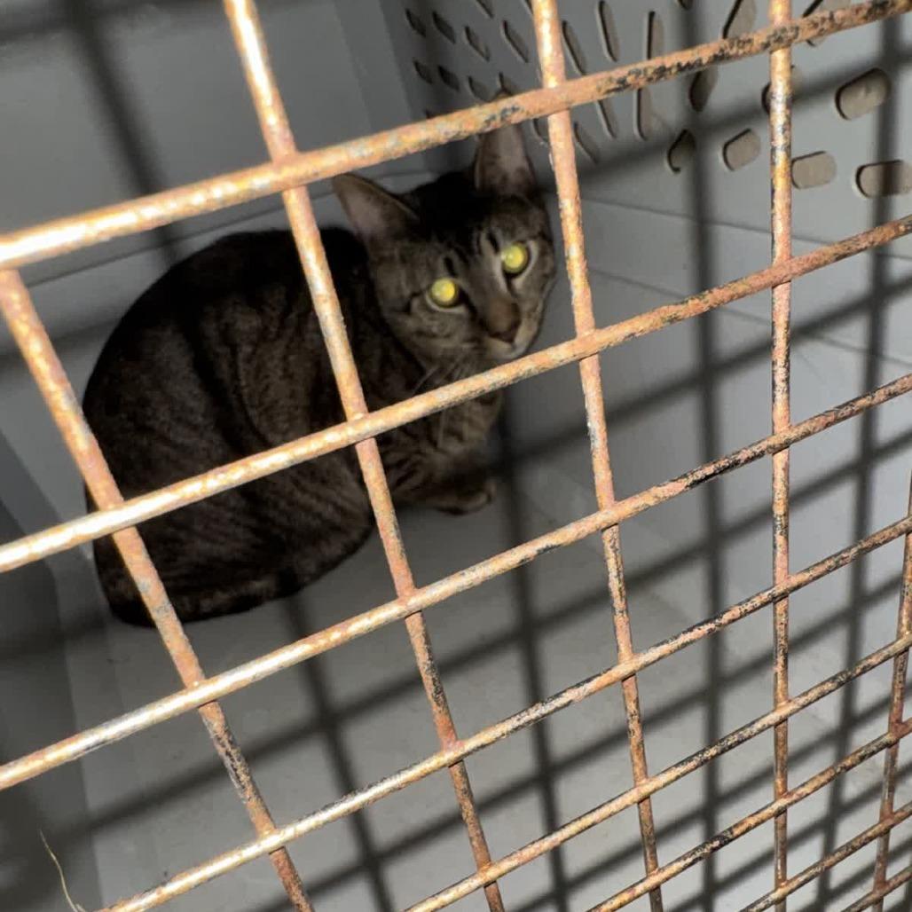 Enlarge Brock, a Adoptable Domestic Short Hair in Columbus, NC image 3/6