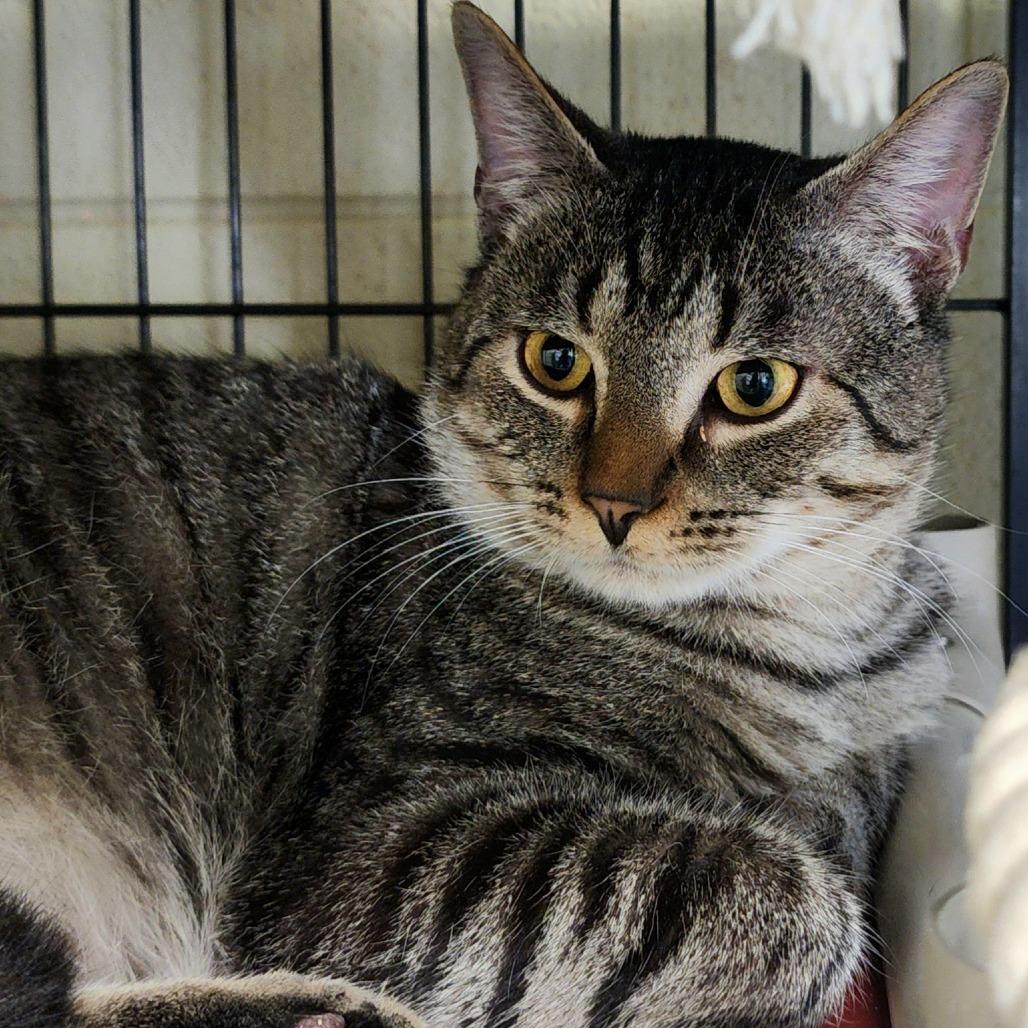 Enlarge Brock, a Adoptable Domestic Short Hair in Columbus, NC image 5/6