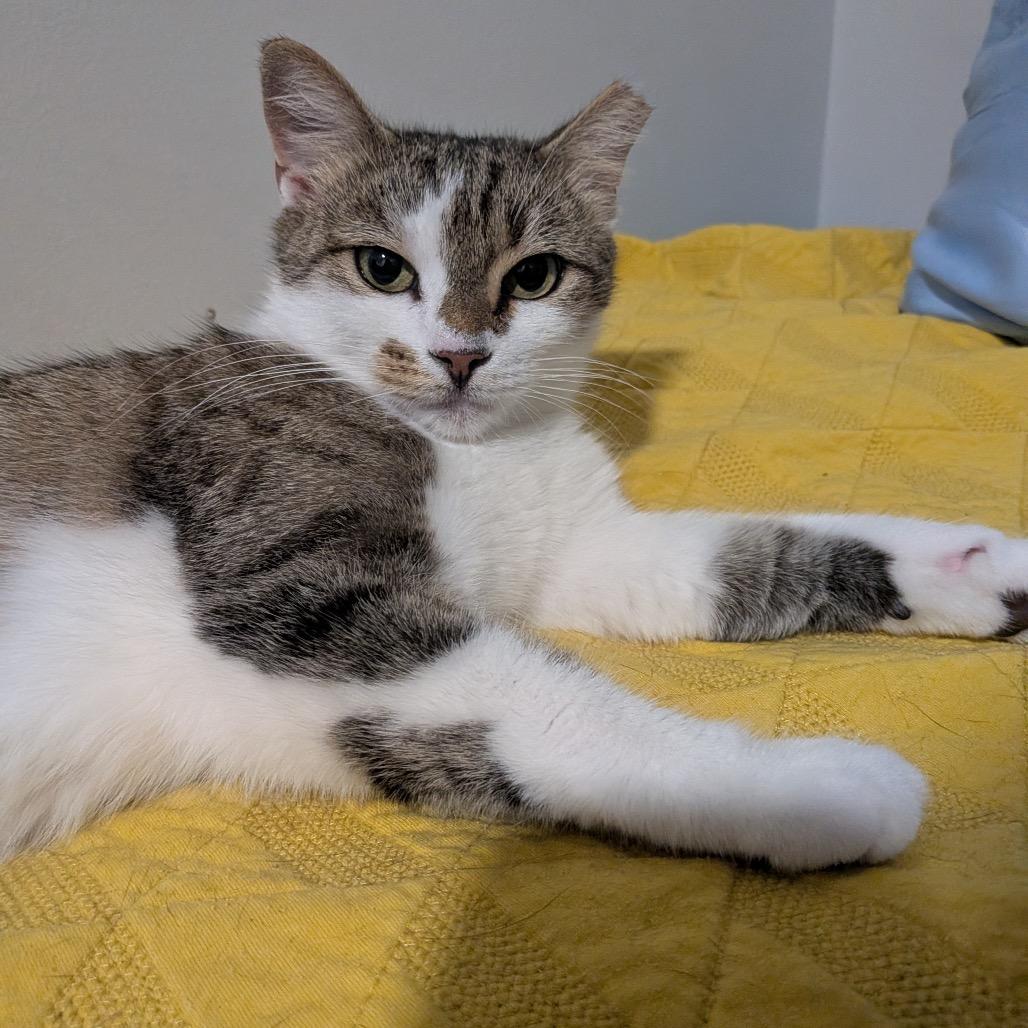 Cici Wing Cat (DC), a Adoptable Domestic Short Hair in Washington, DC image 3/6