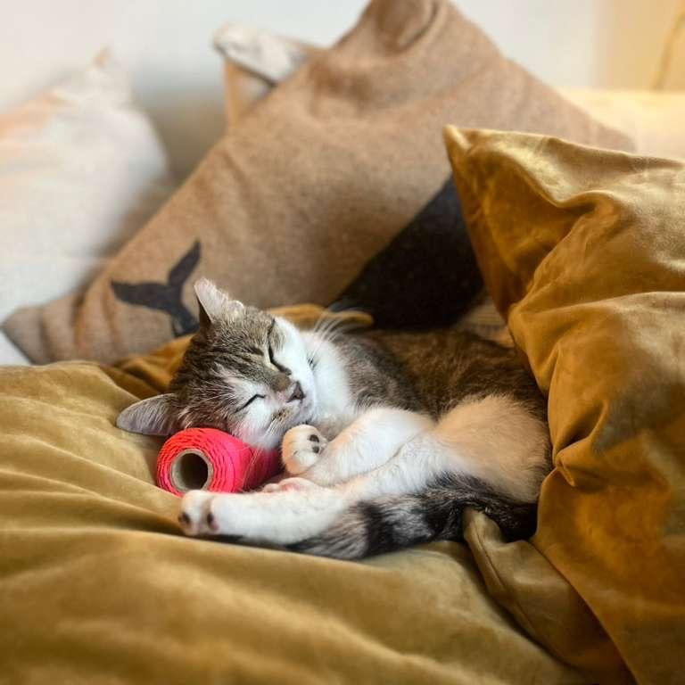 Cici Wing Cat (DC), a Adoptable Domestic Short Hair in Washington, DC image 2/6