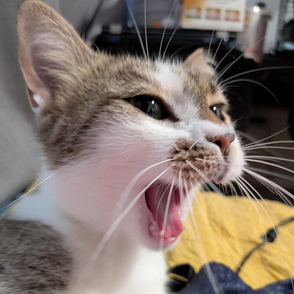 Cici Wing Cat (DC), a Adoptable Domestic Short Hair in Washington, DC image 4/6